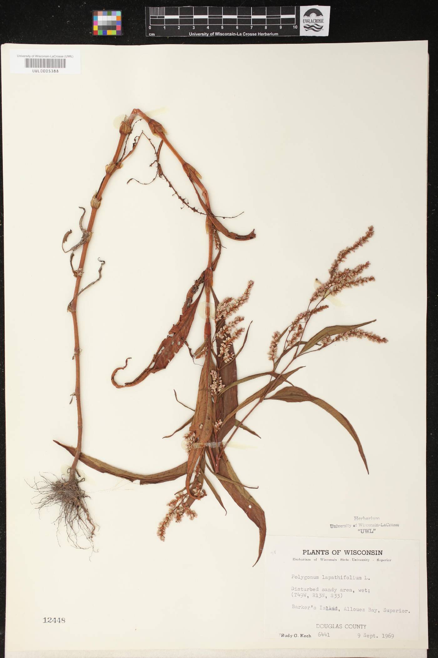 Persicaria lapathifolia image