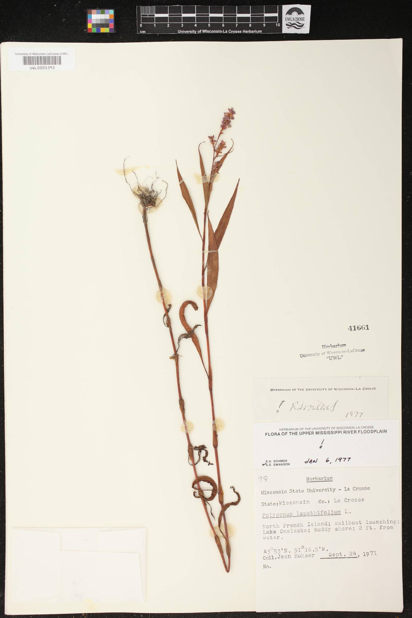 Persicaria lapathifolia image
