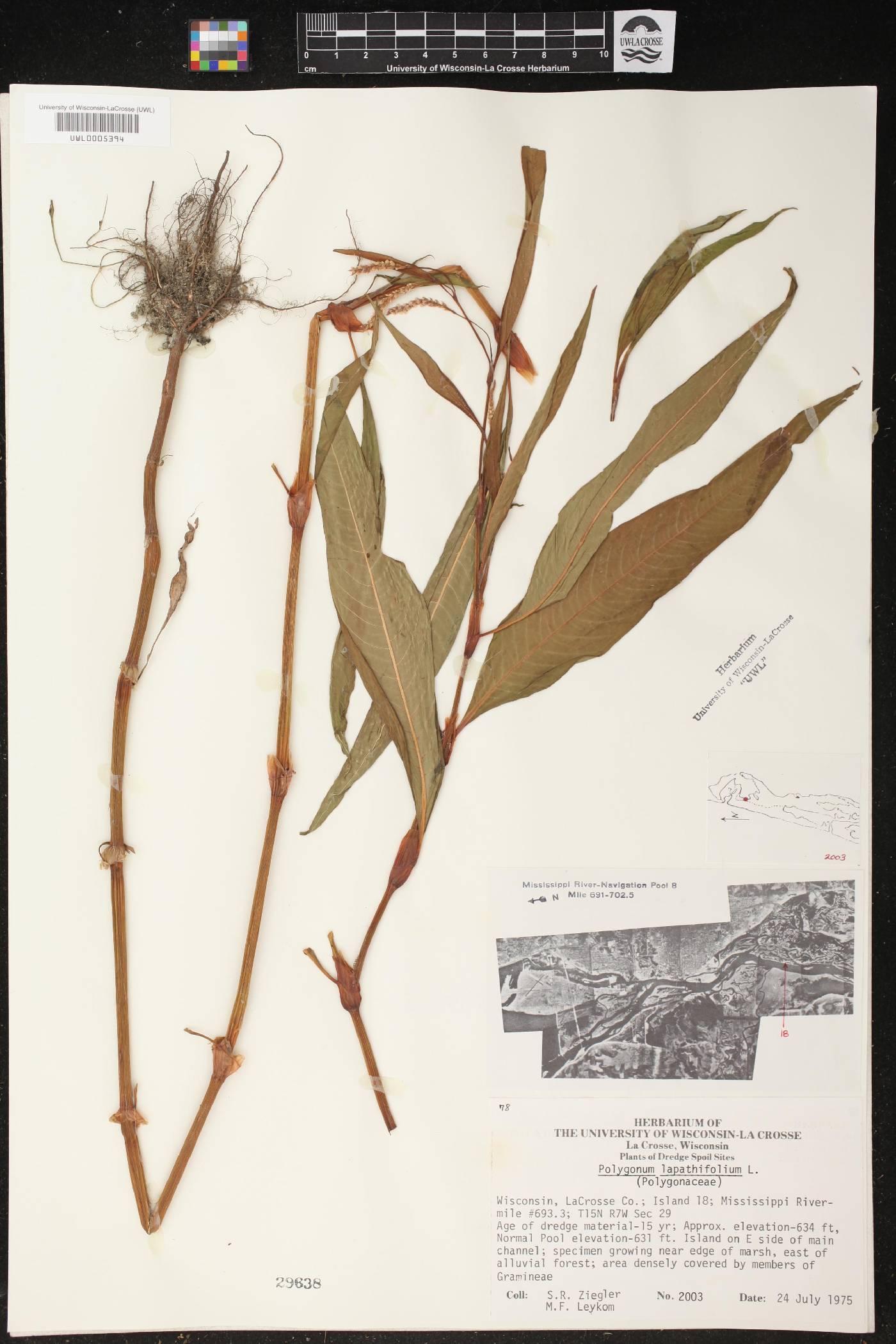Persicaria lapathifolia image