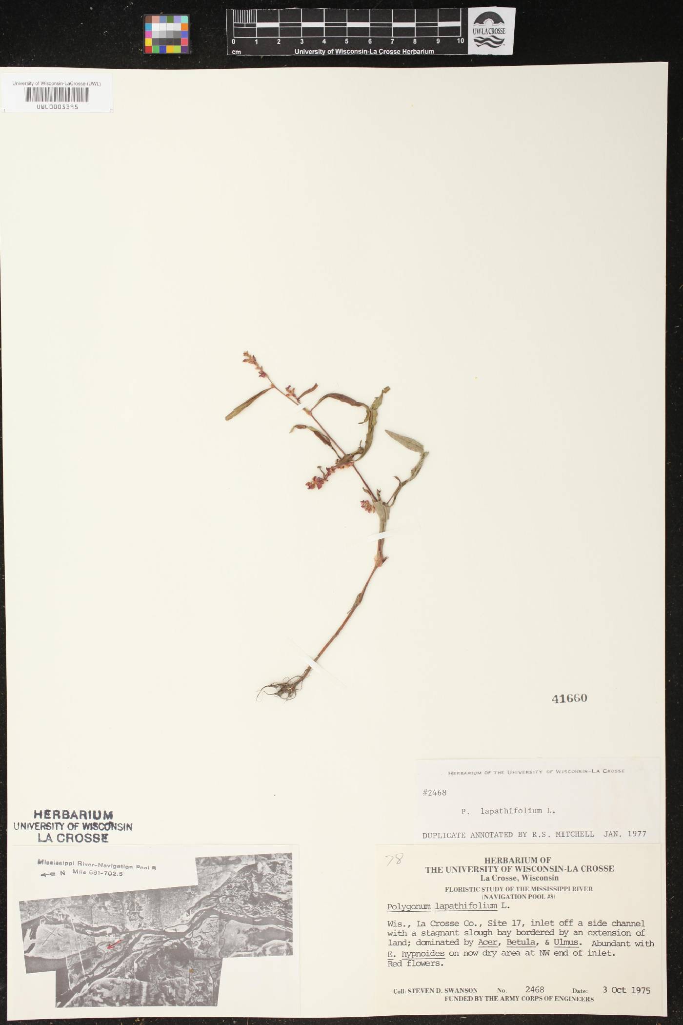 Persicaria lapathifolia image