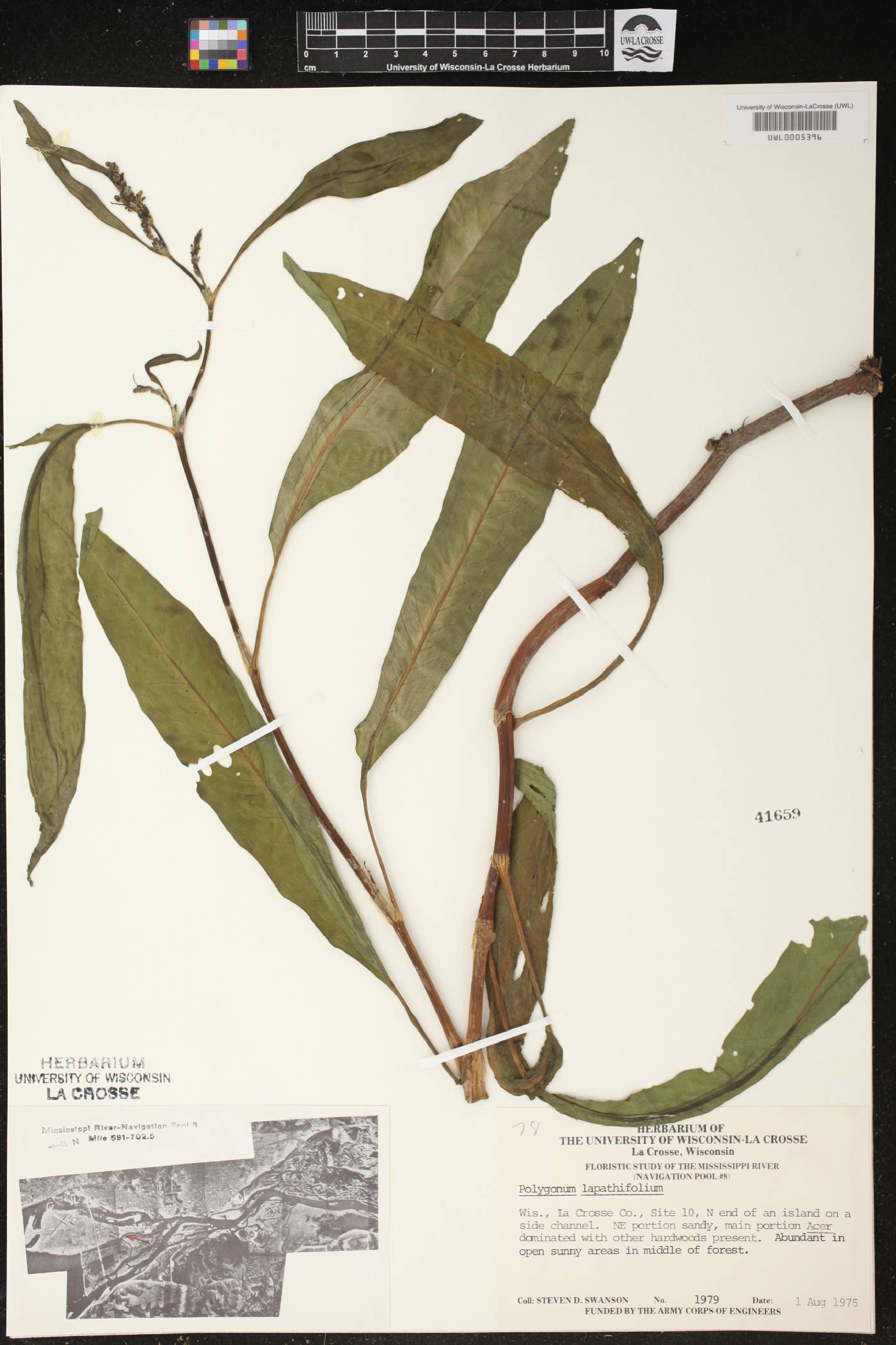 Persicaria lapathifolia image