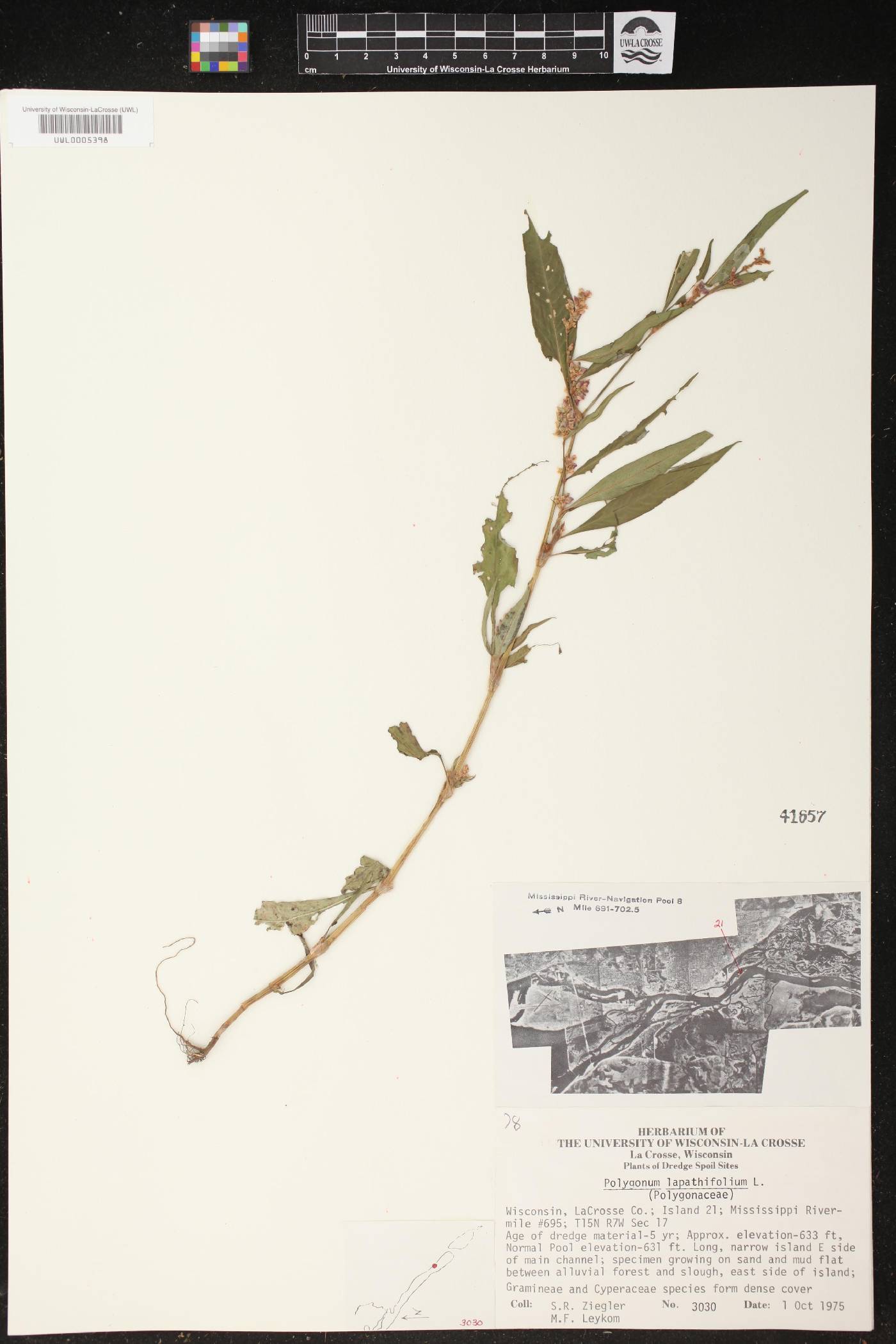 Persicaria lapathifolia image