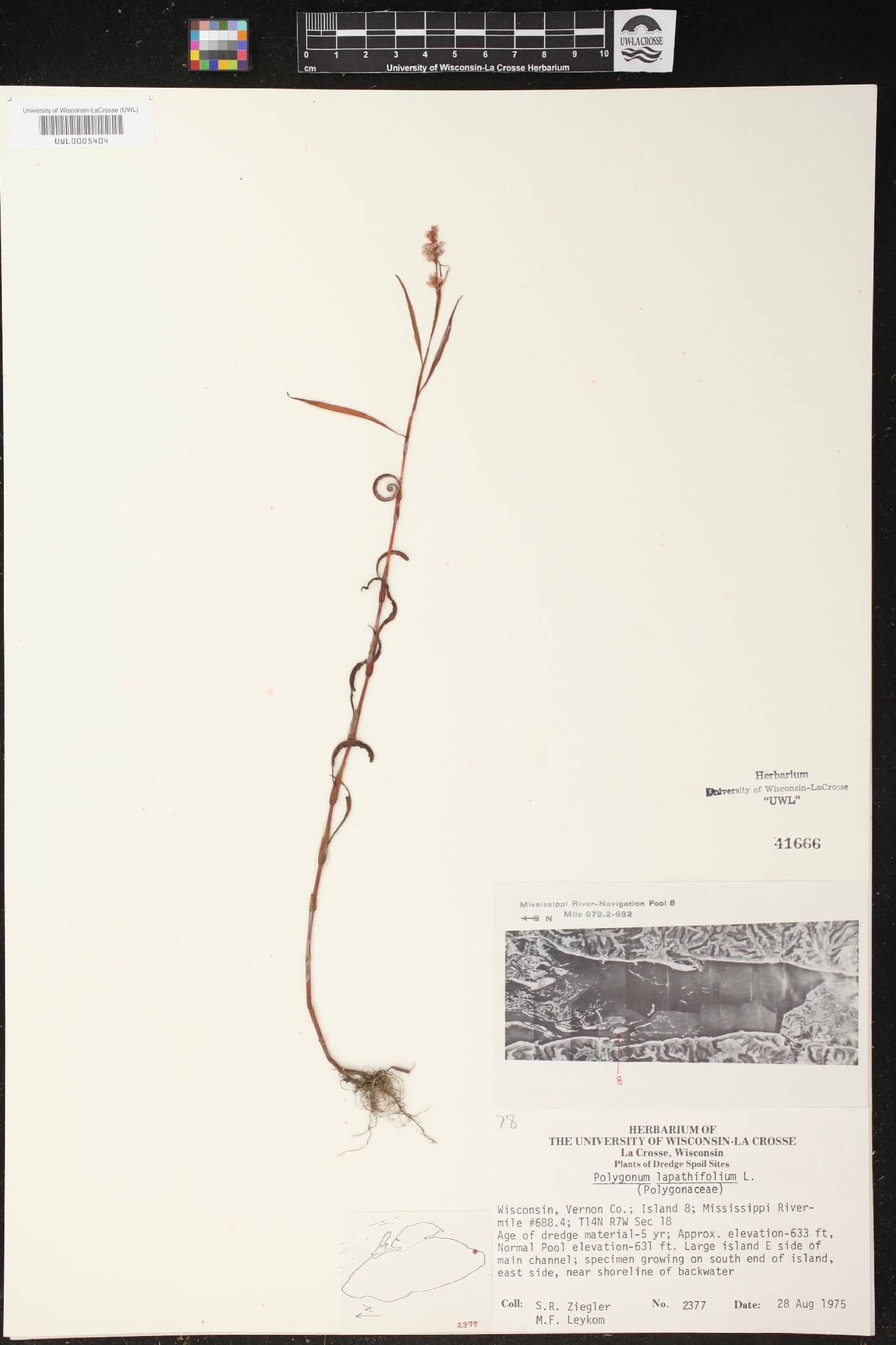 Persicaria lapathifolia image