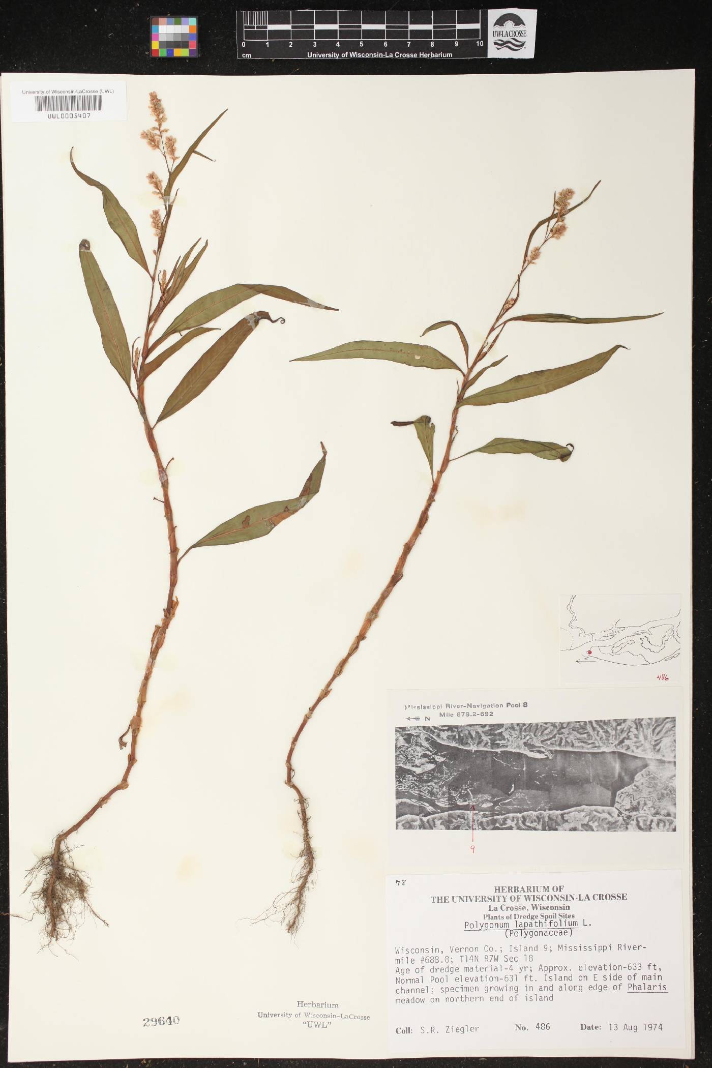 Persicaria lapathifolia image