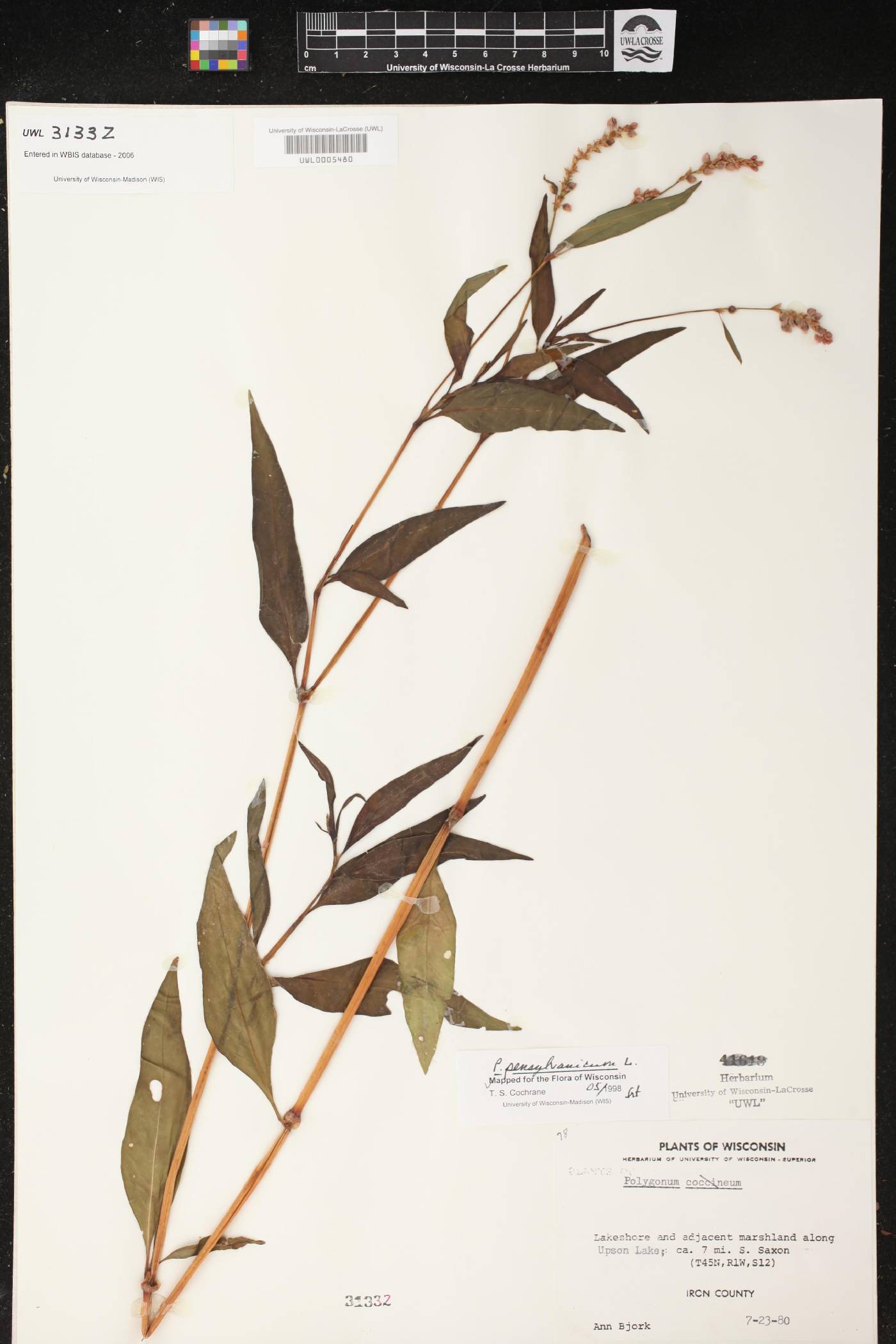 Persicaria pensylvanica image