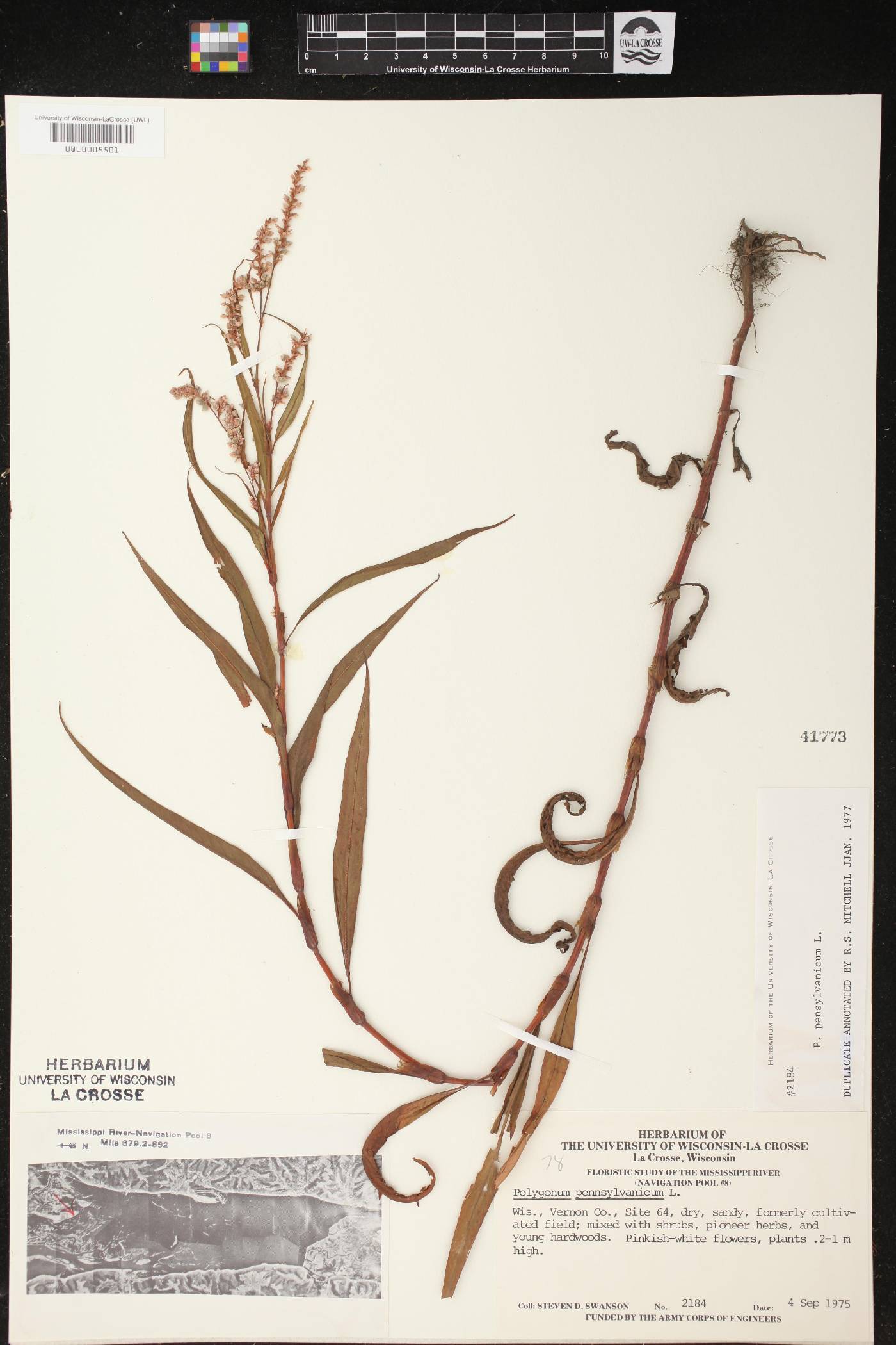 Persicaria pensylvanica image