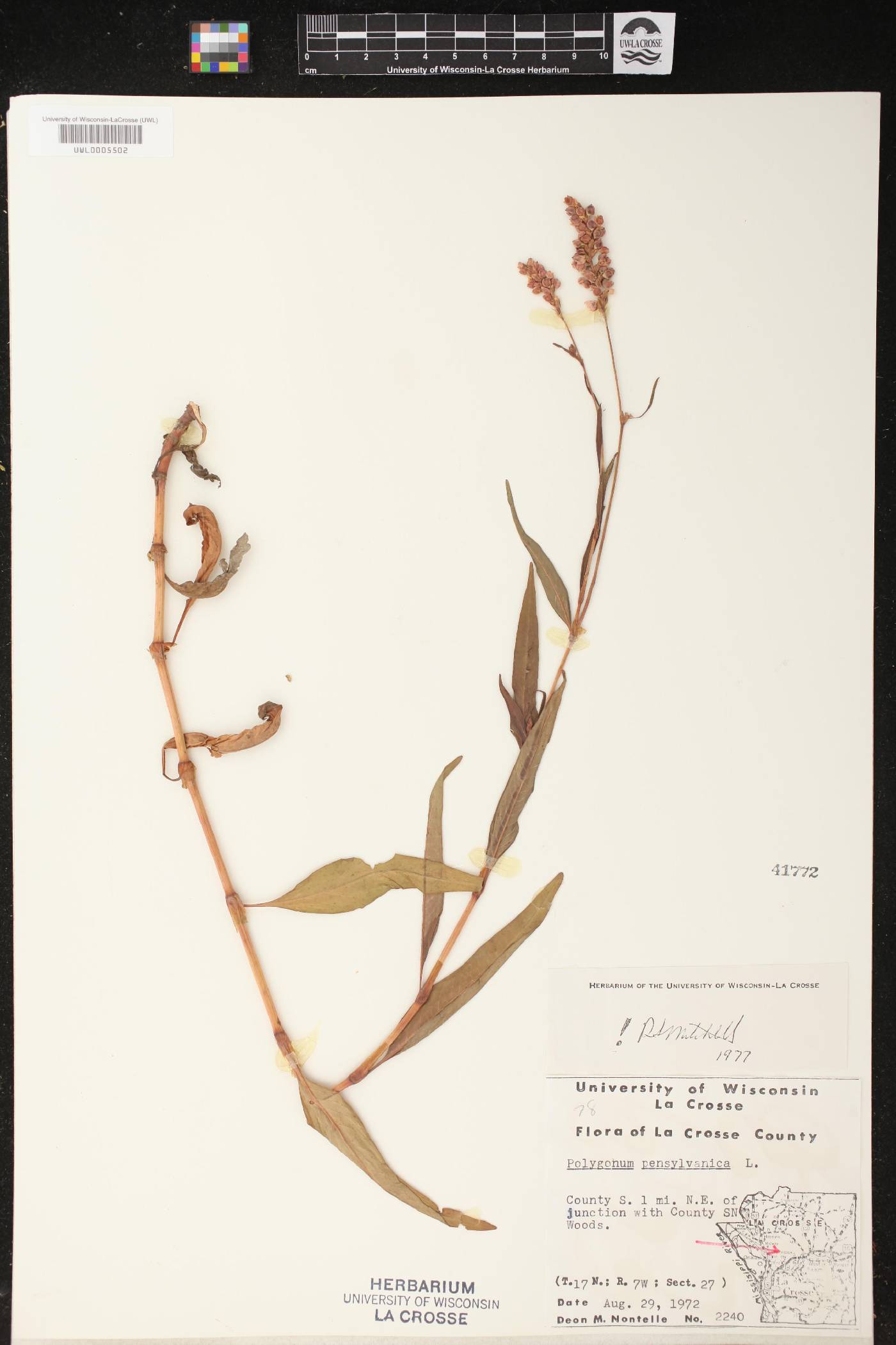 Persicaria pensylvanica image