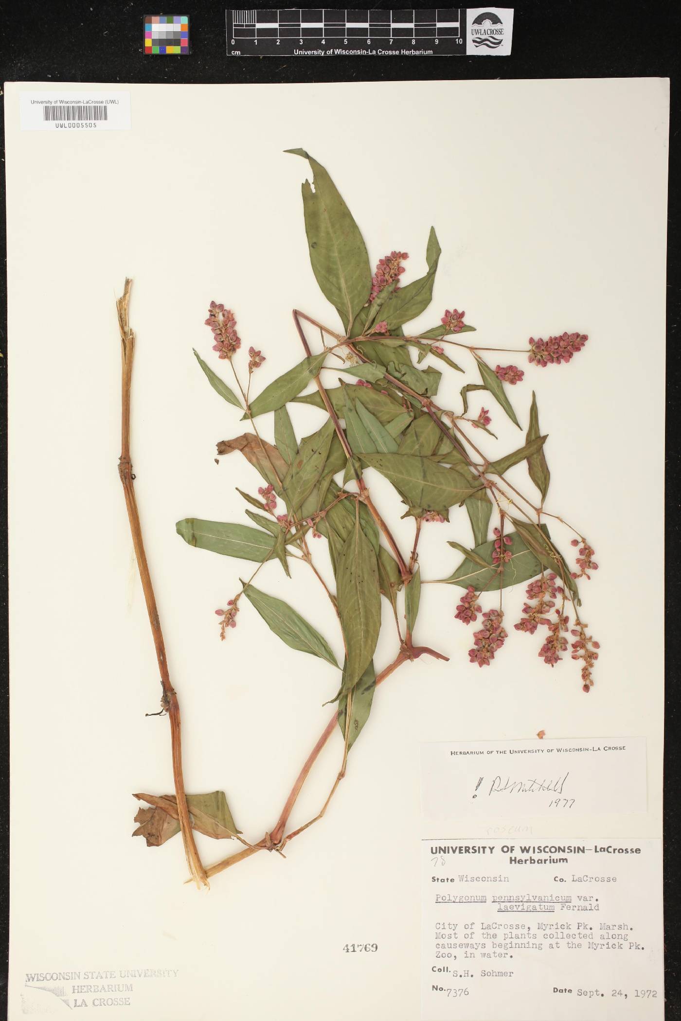 Persicaria pensylvanica image