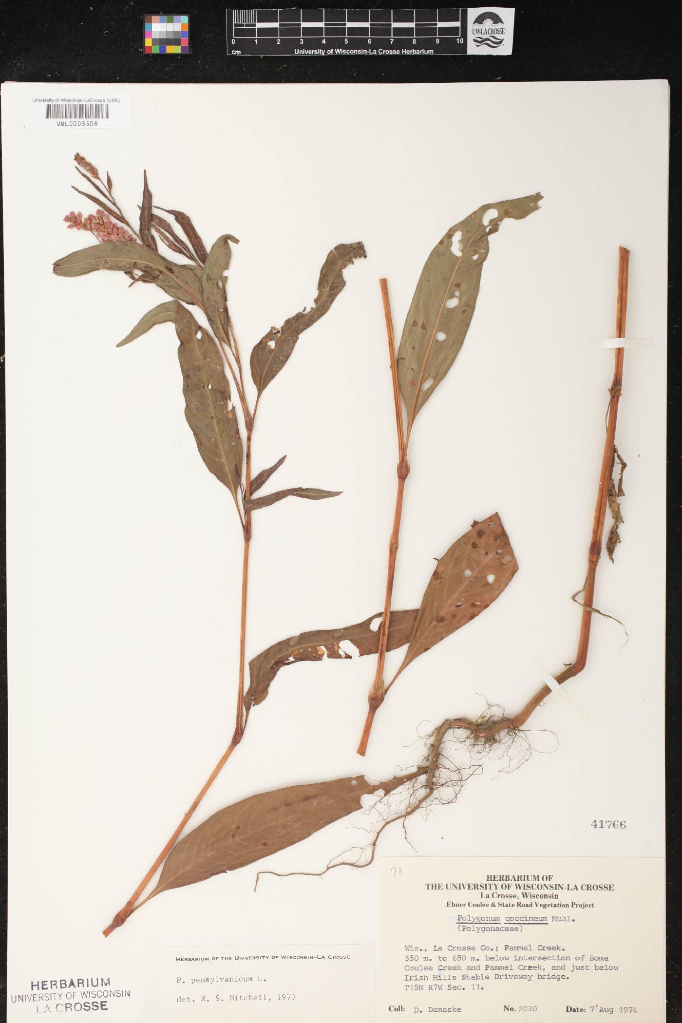 Persicaria pensylvanica image