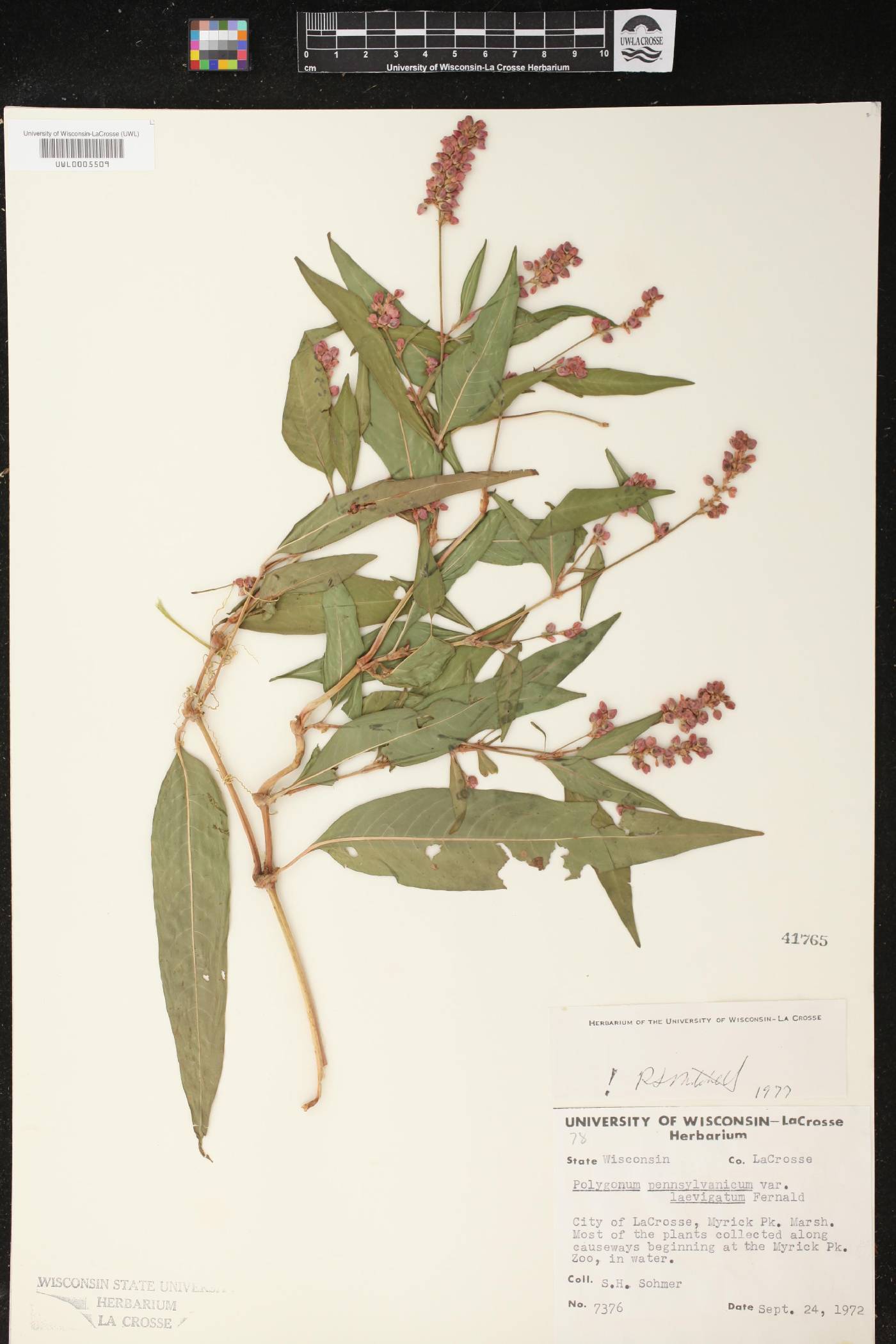 Persicaria pensylvanica image