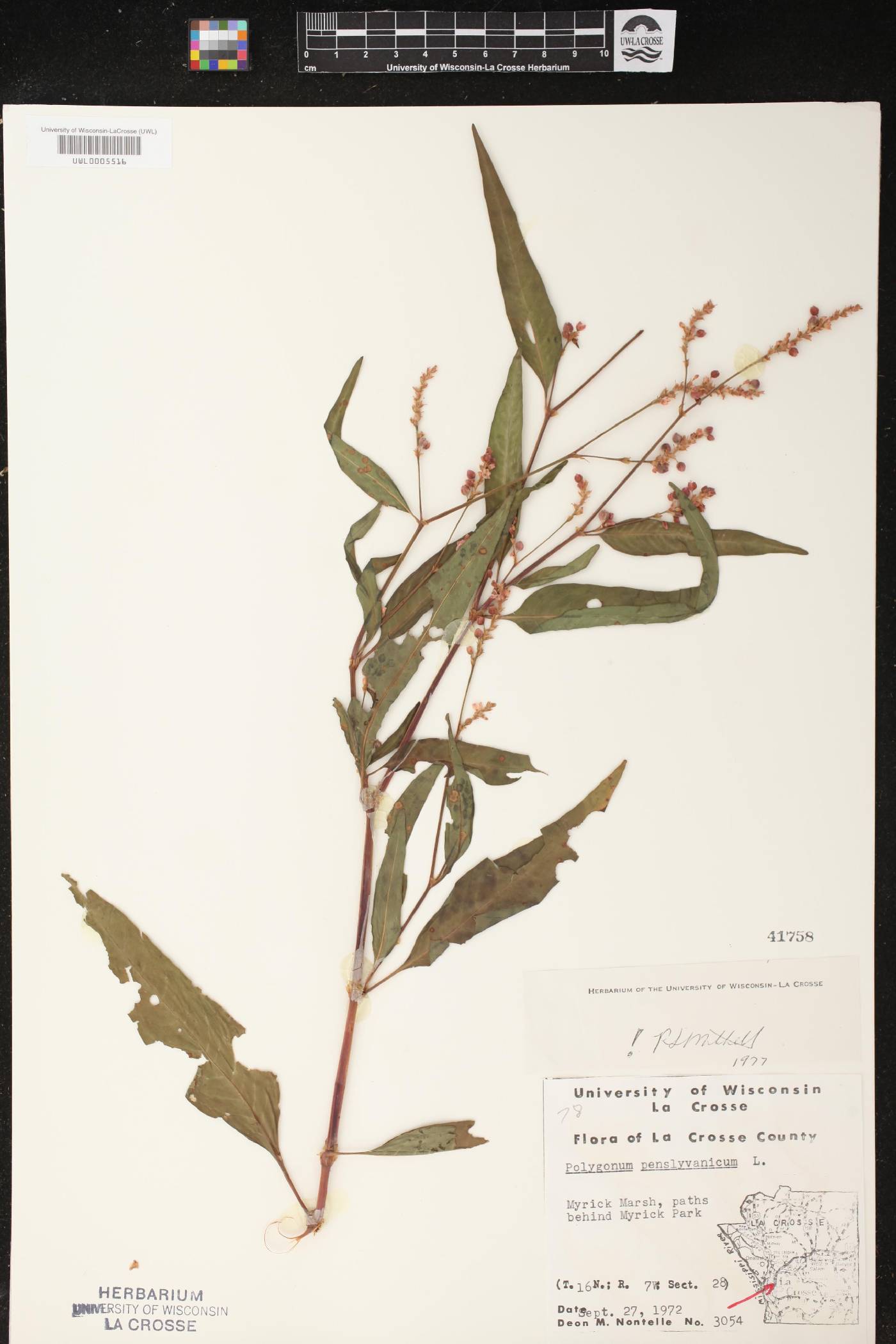 Persicaria pensylvanica image