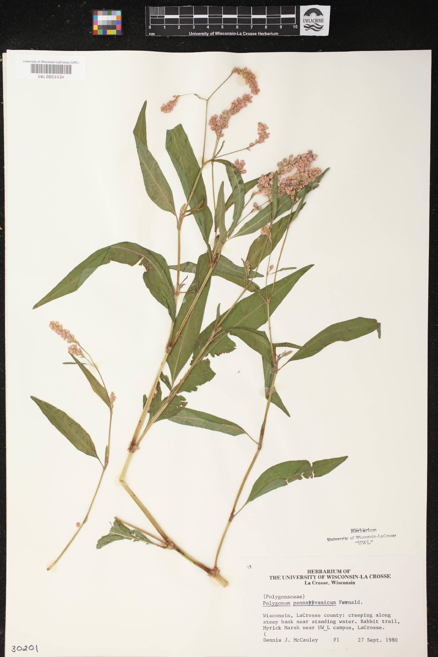 Persicaria pensylvanica image