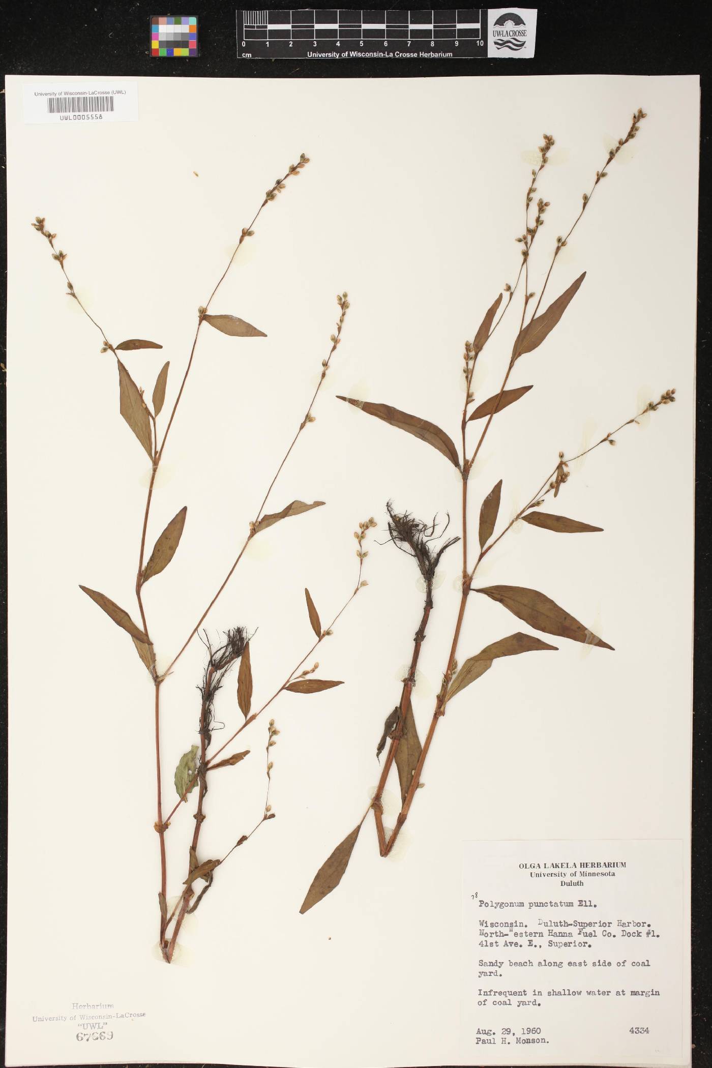 Persicaria punctata image