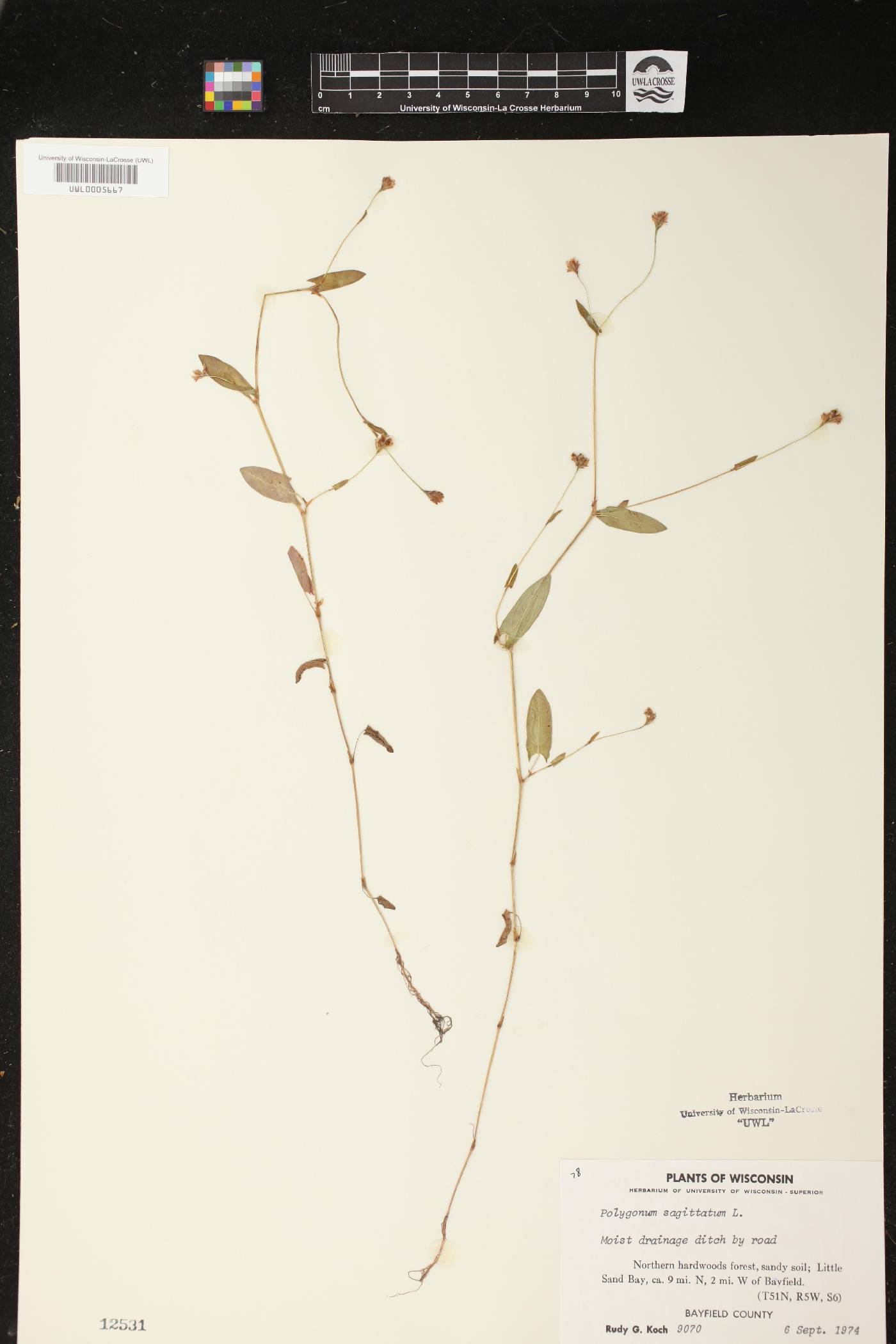 Persicaria sagittata image