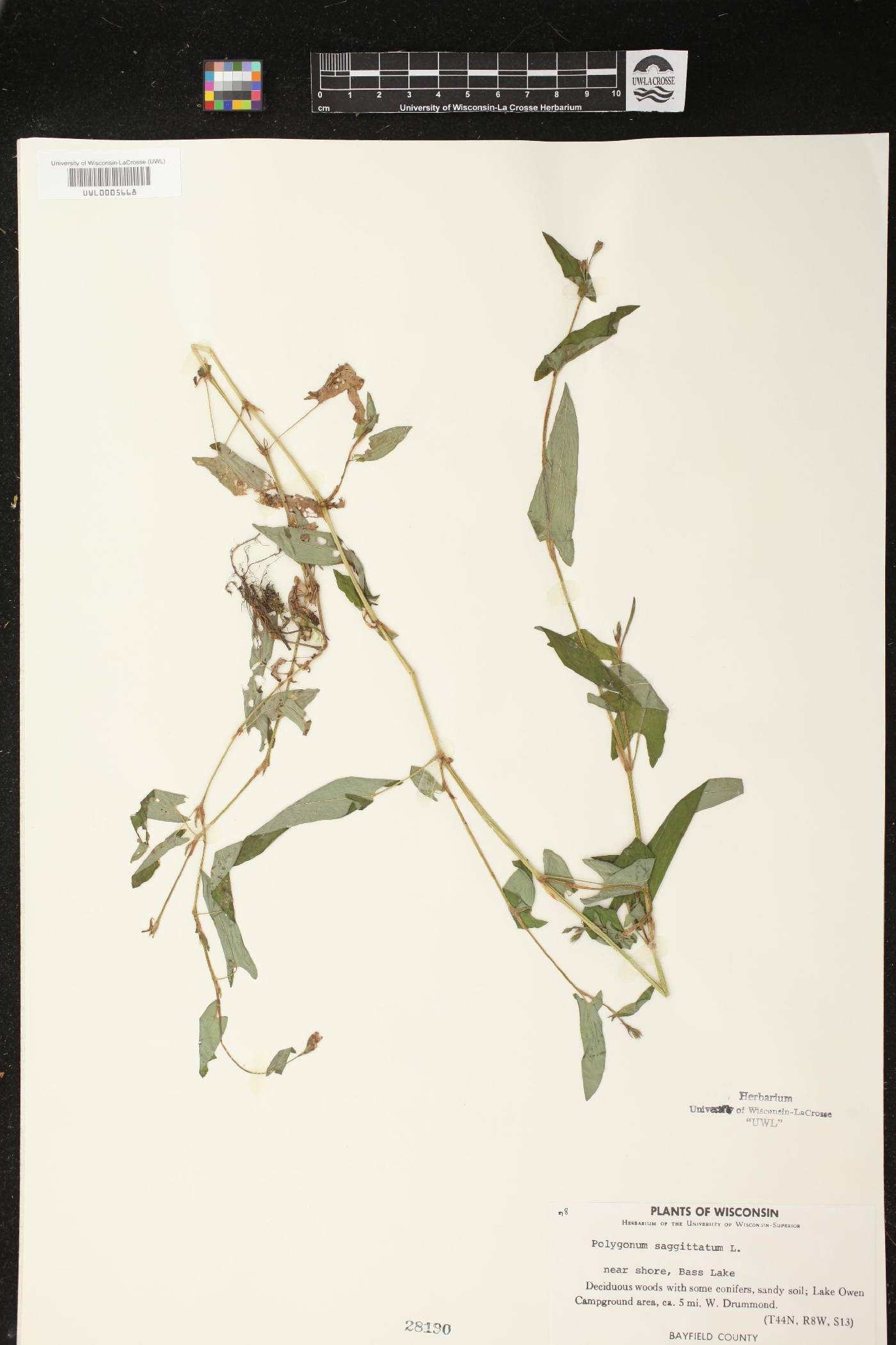 Persicaria sagittata image