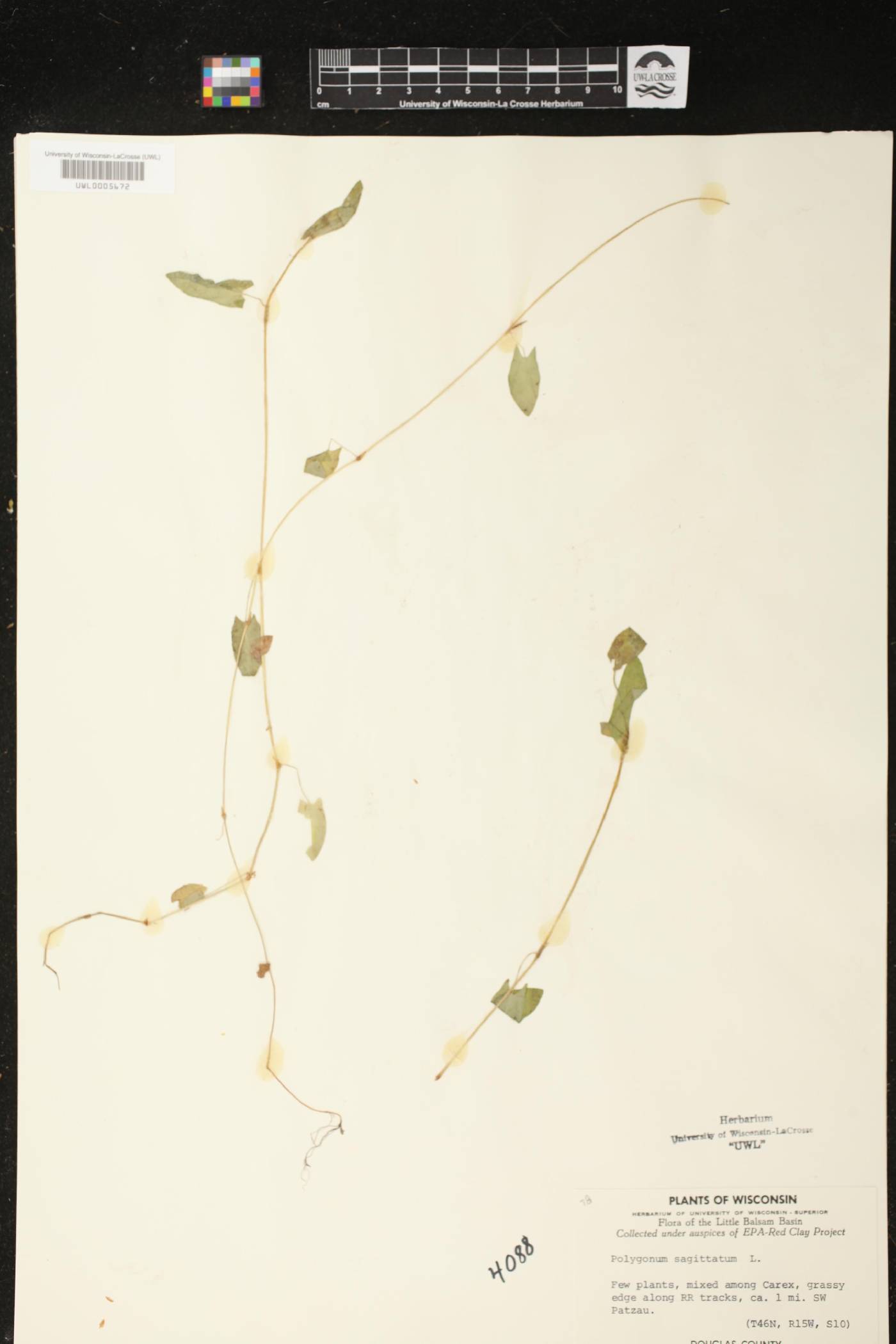 Persicaria sagittata image