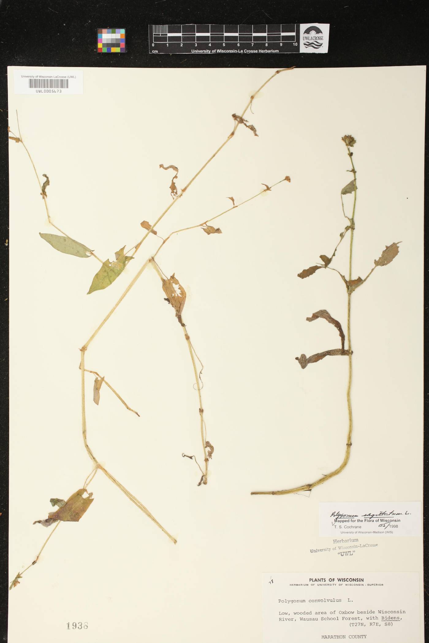 Persicaria sagittata image