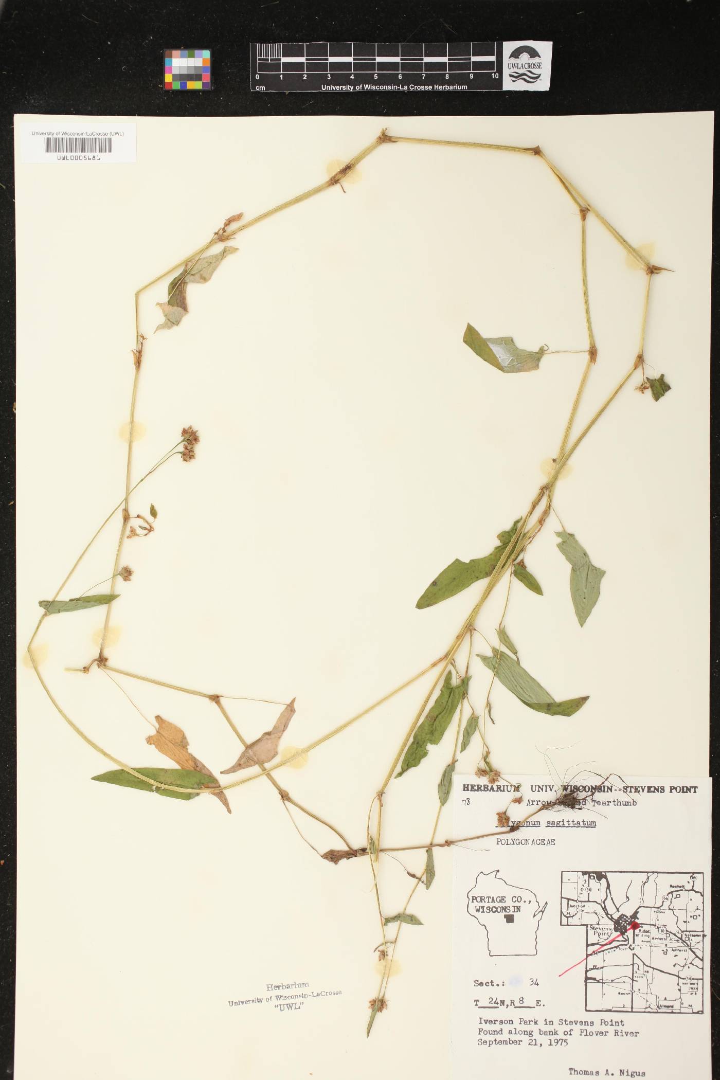 Persicaria sagittata image