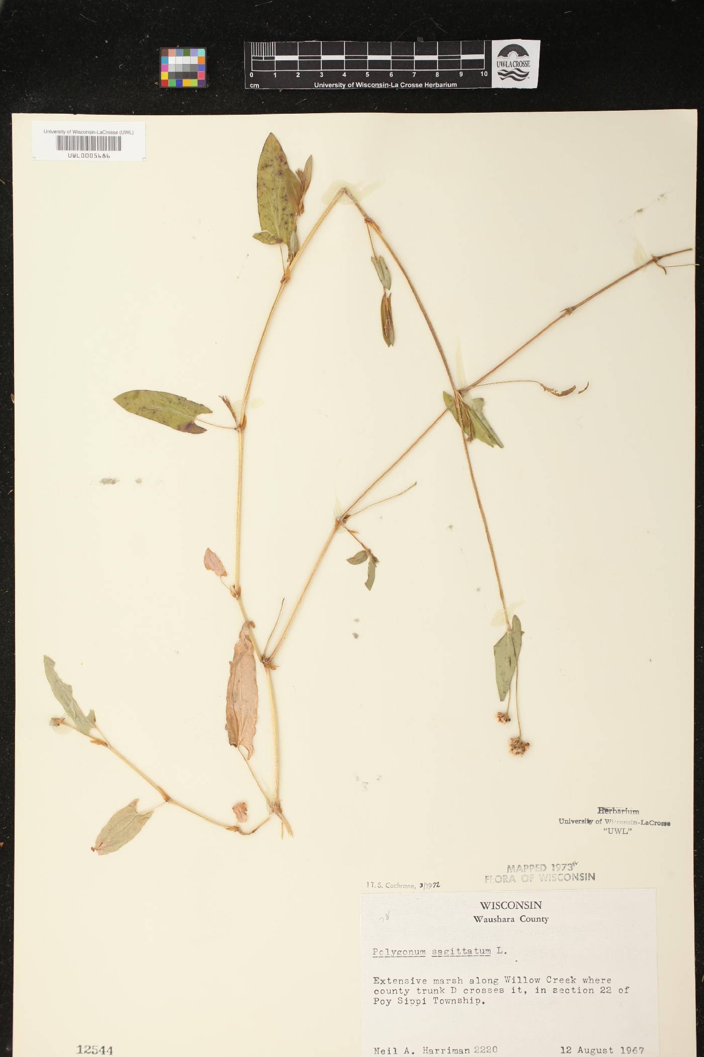Persicaria sagittata image