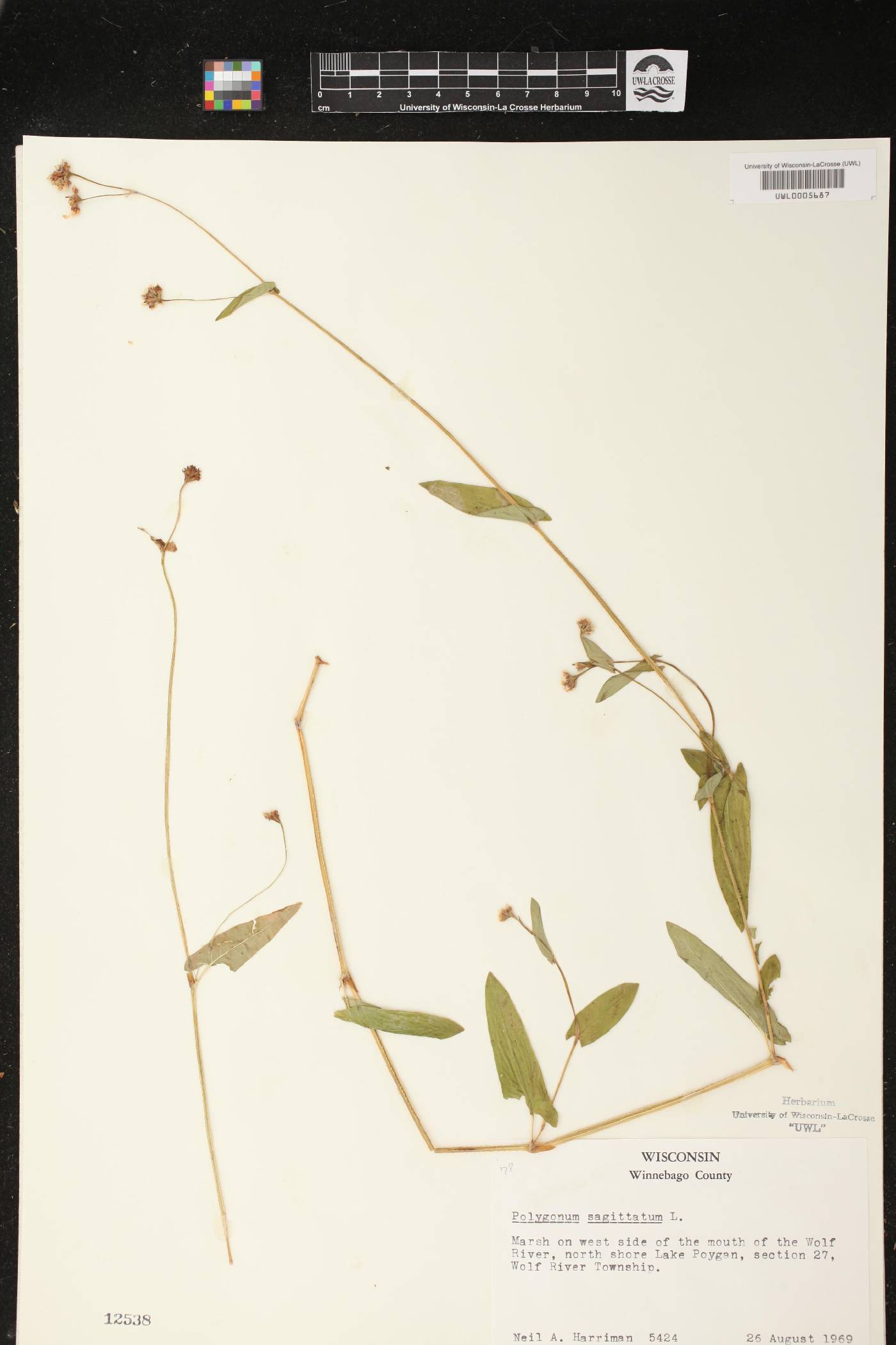 Persicaria sagittata image