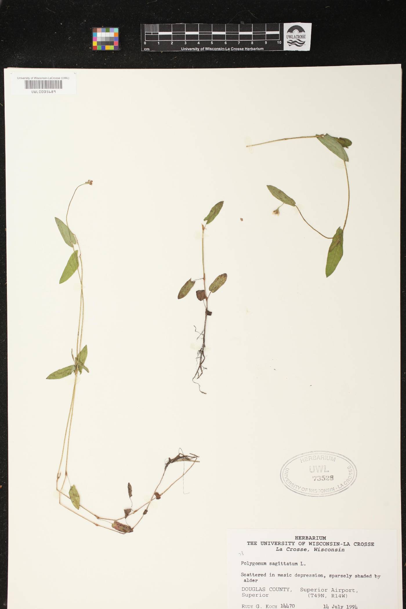 Persicaria sagittata image