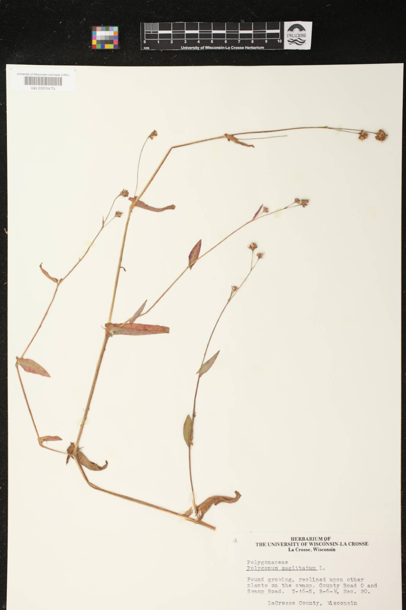 Persicaria sagittata image