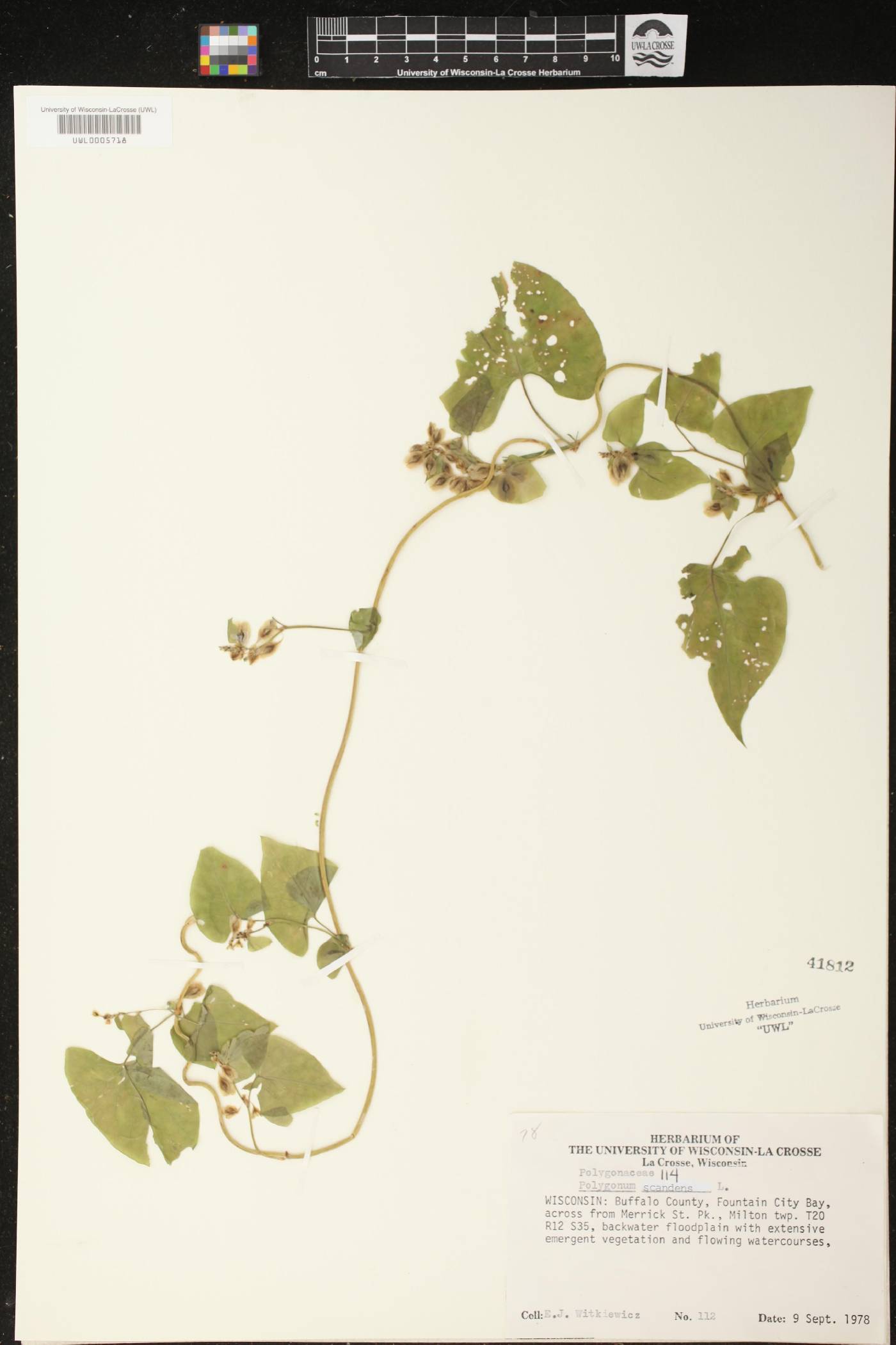 Fallopia scandens image