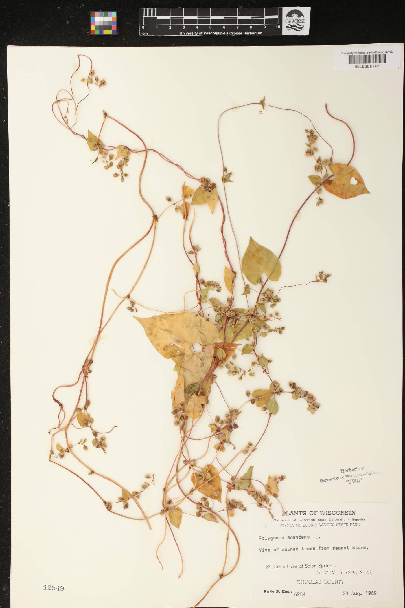 Fallopia scandens image