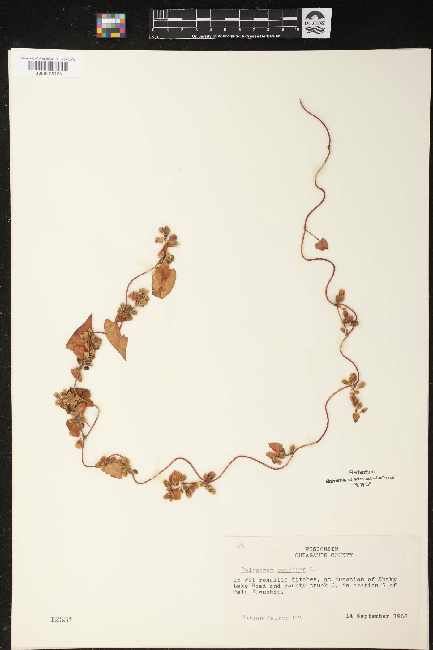 Fallopia scandens image