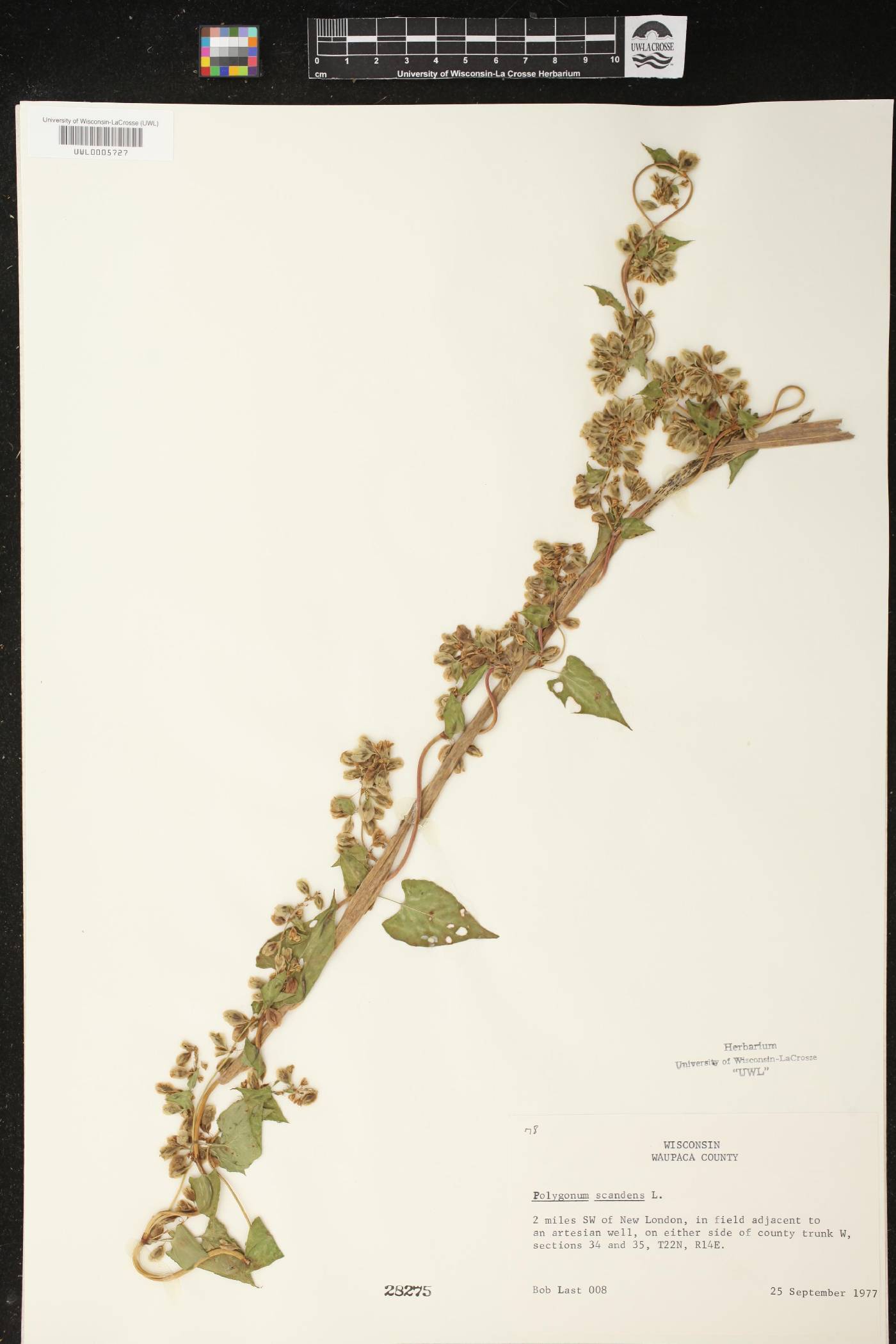 Fallopia scandens image