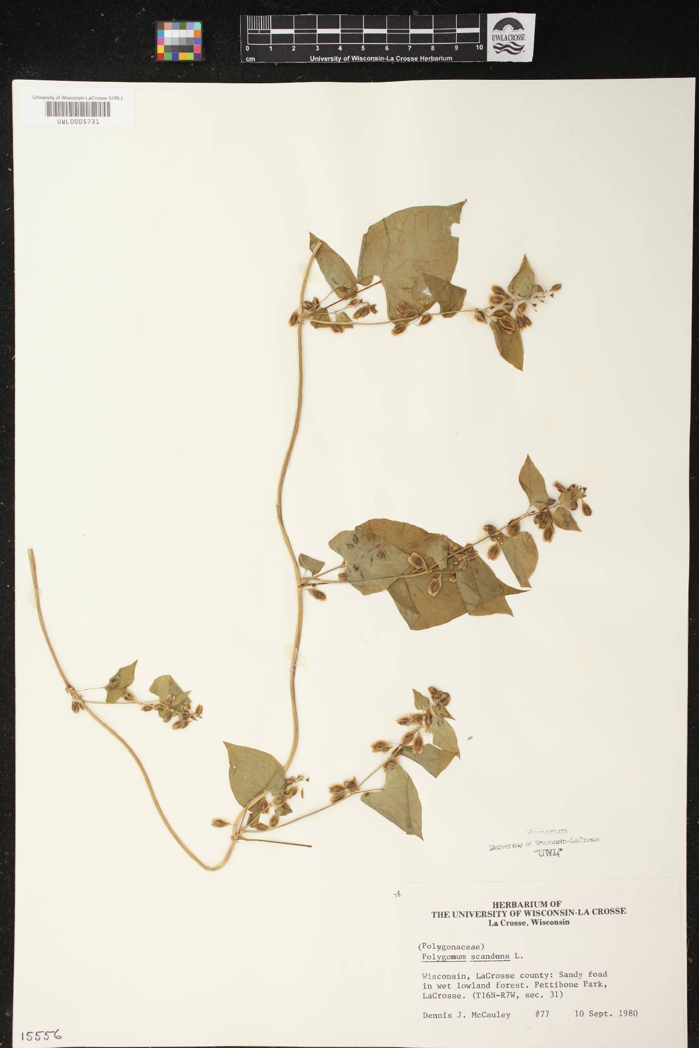 Fallopia scandens image