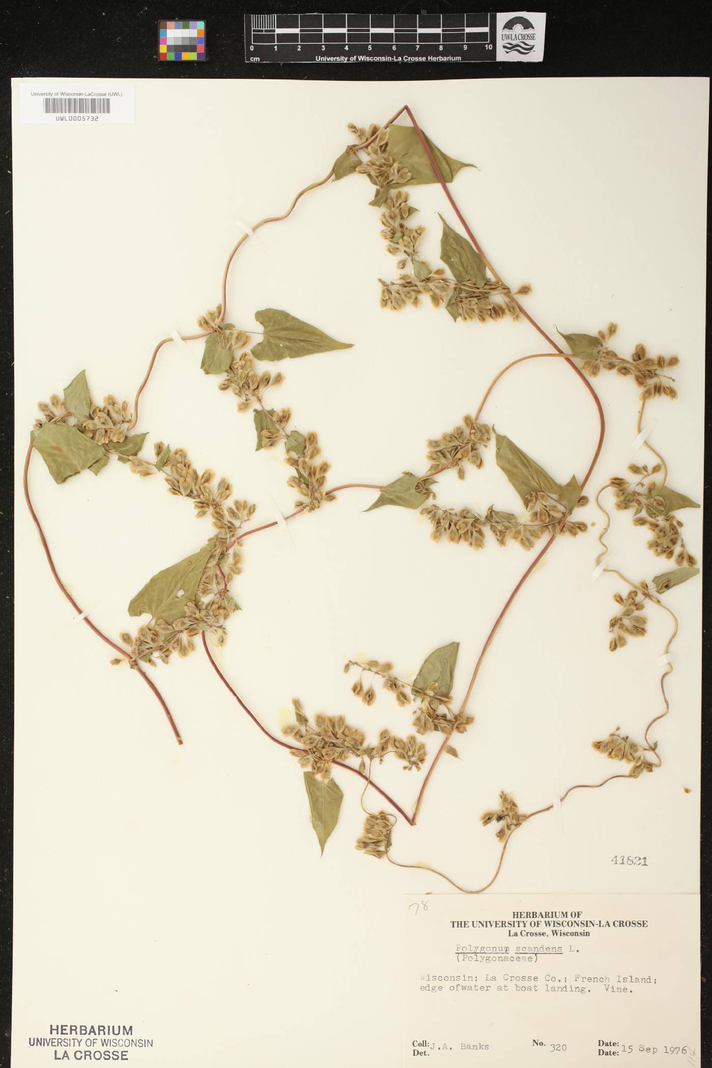 Fallopia scandens image