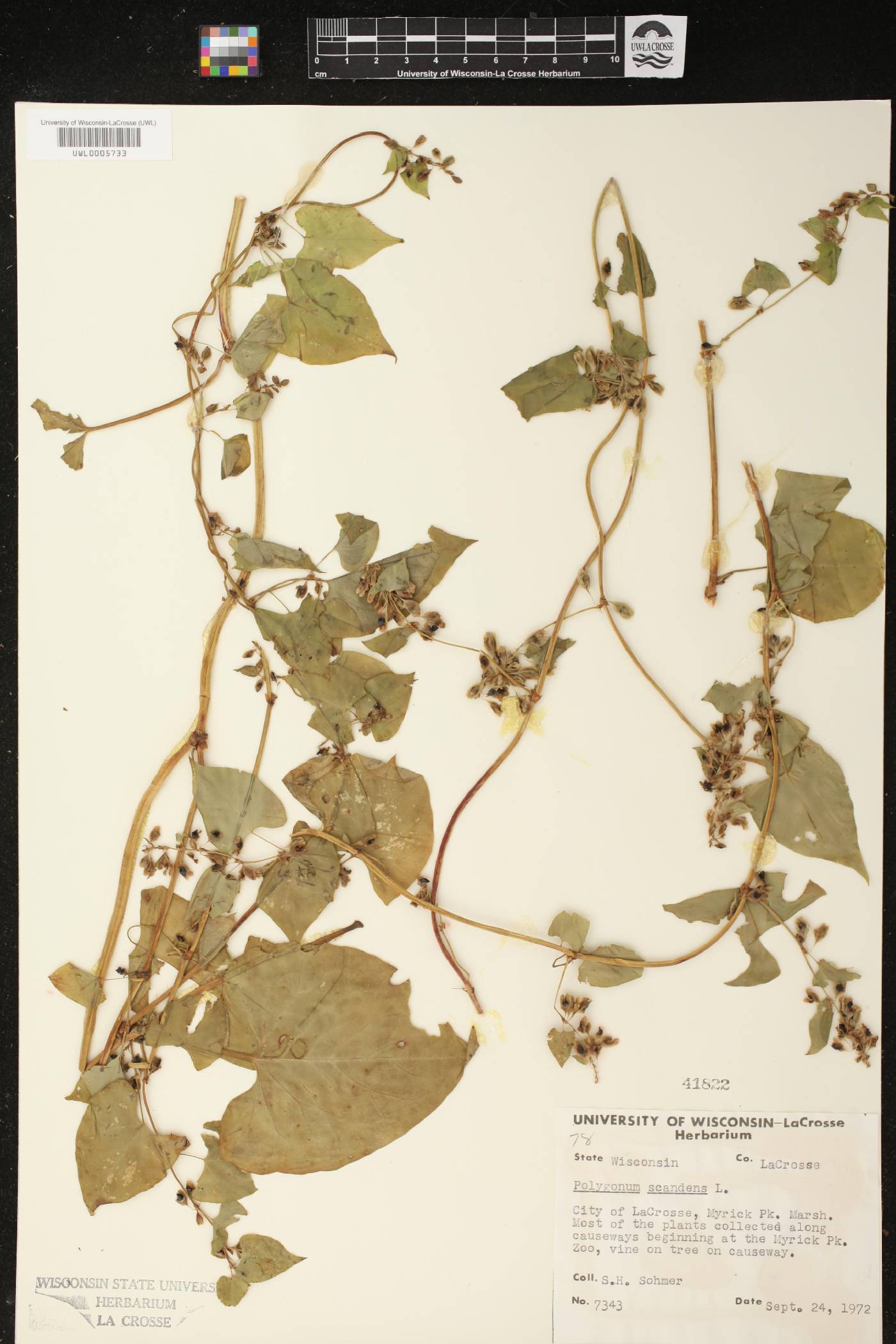 Fallopia scandens image