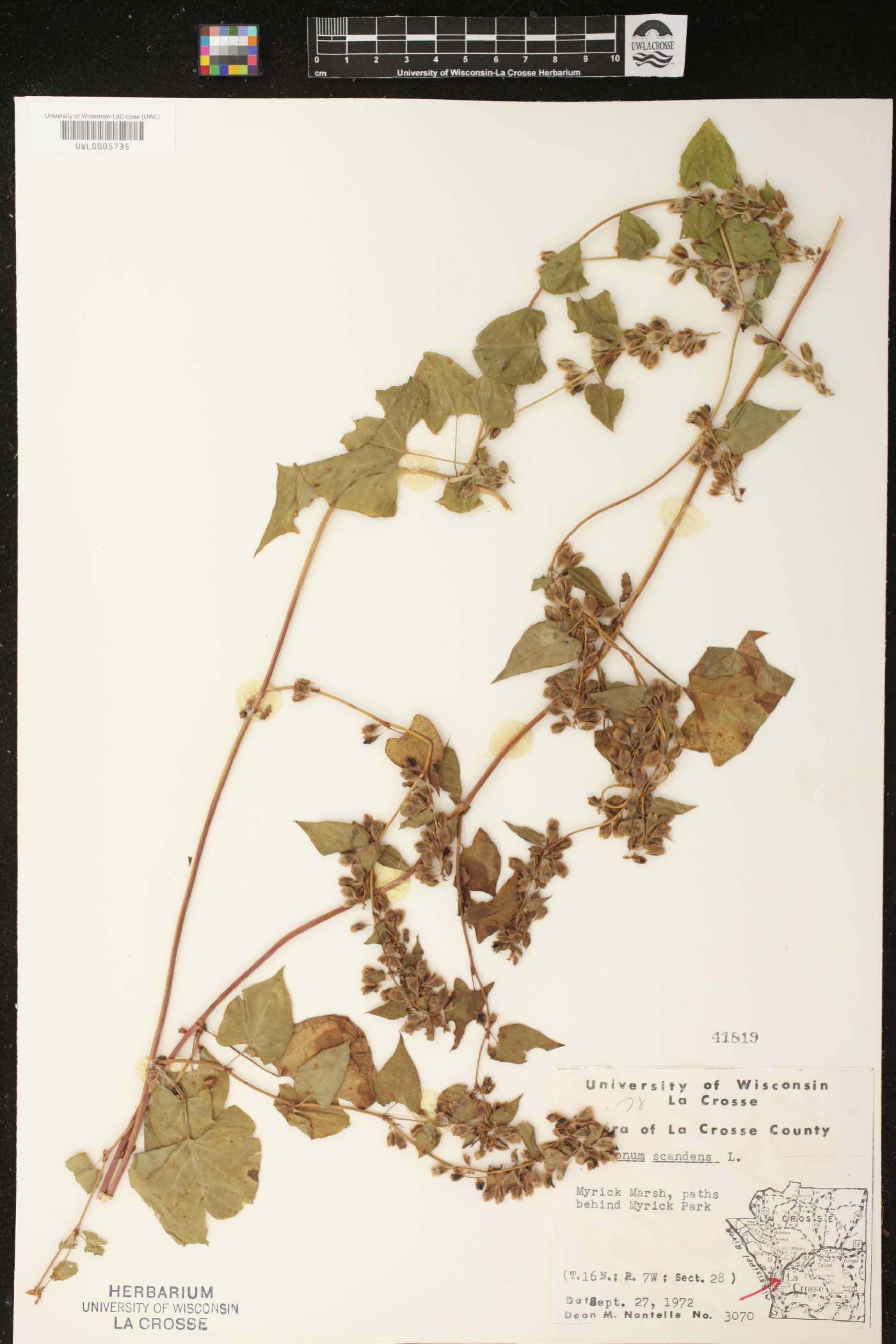 Fallopia scandens image
