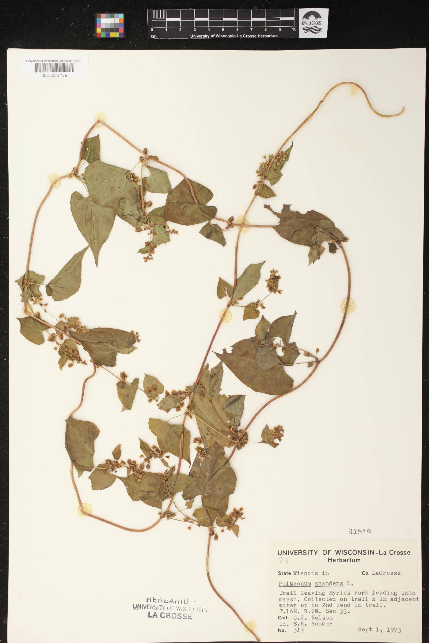 Fallopia scandens image