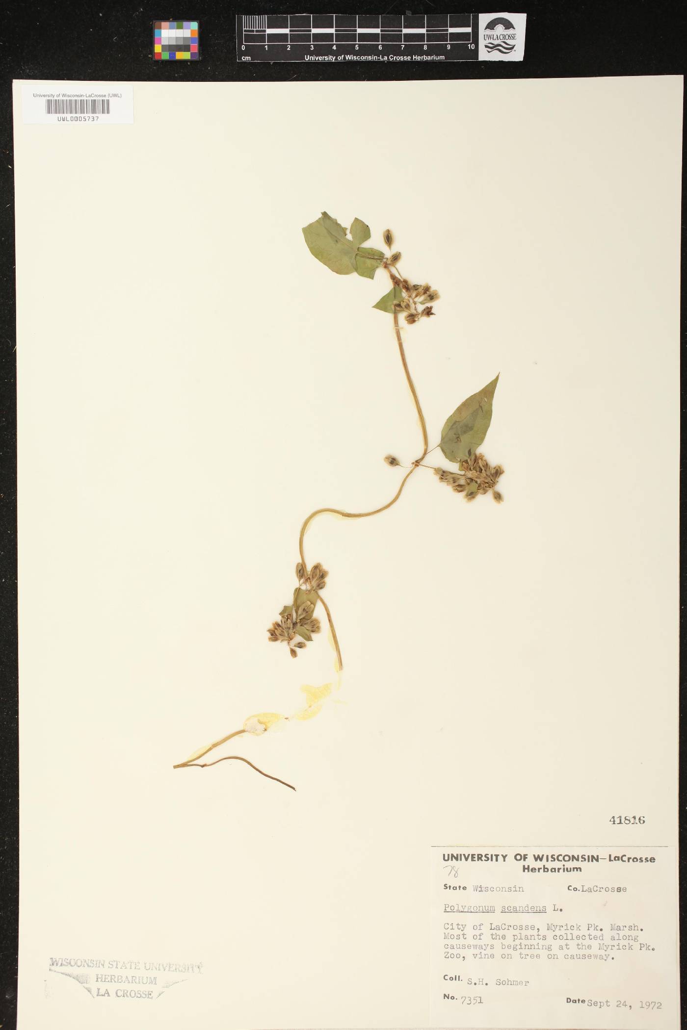 Fallopia scandens image