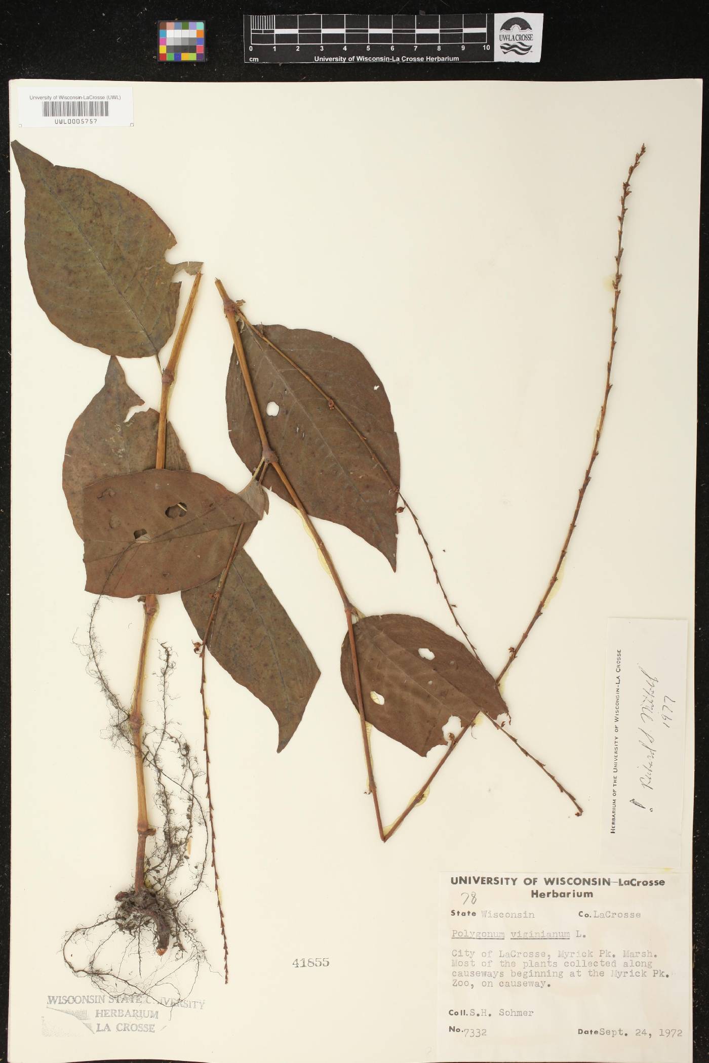 Persicaria virginiana image