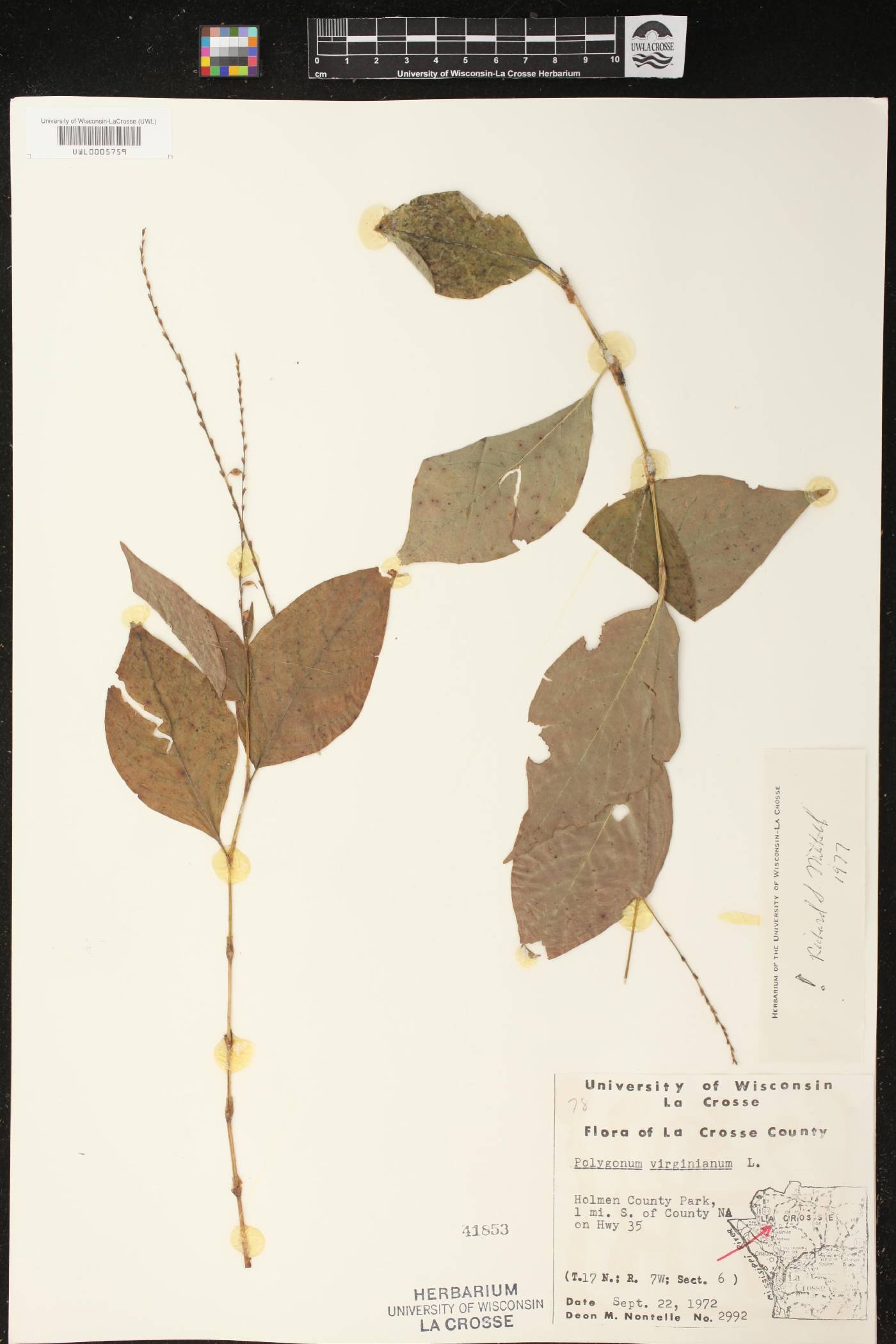 Persicaria virginiana image