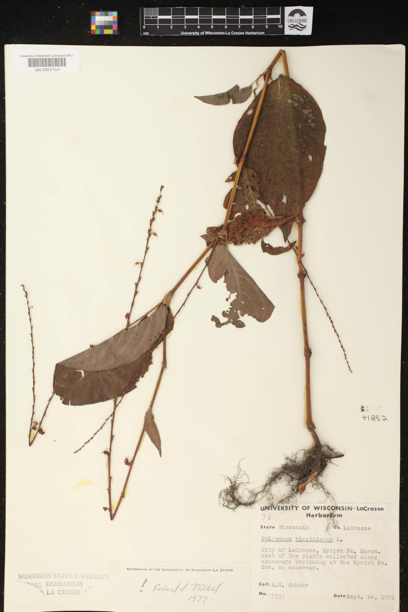 Persicaria virginiana image