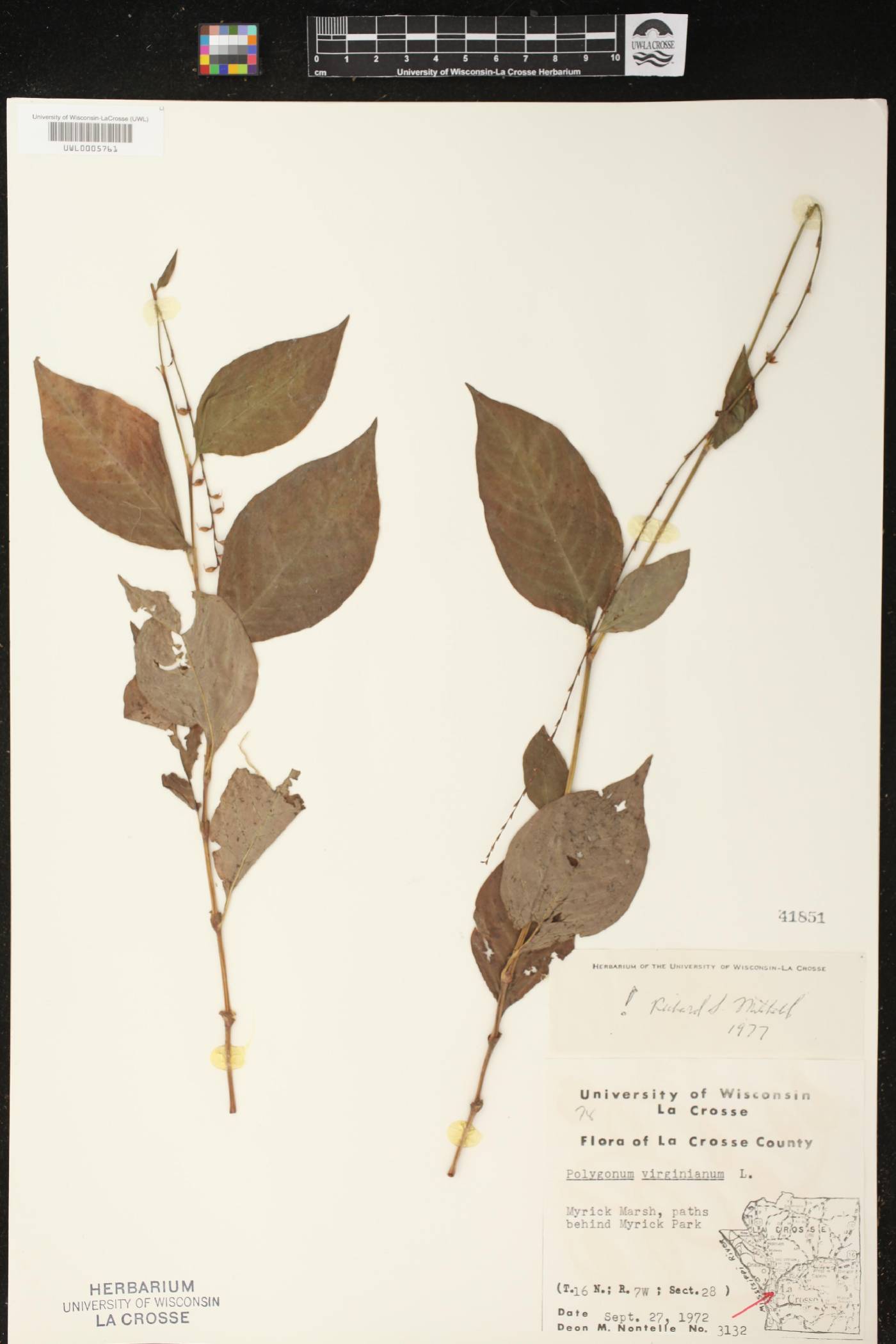 Persicaria virginiana image