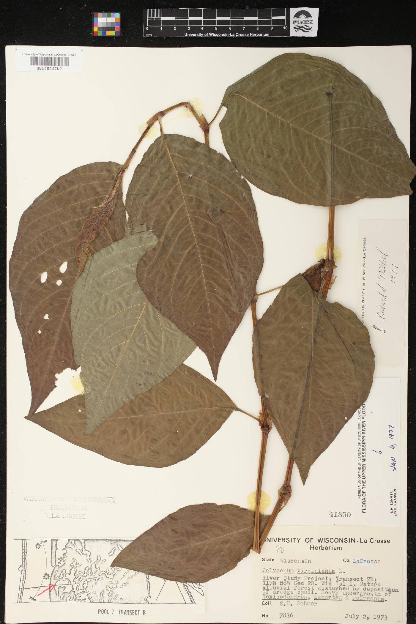 Persicaria virginiana image