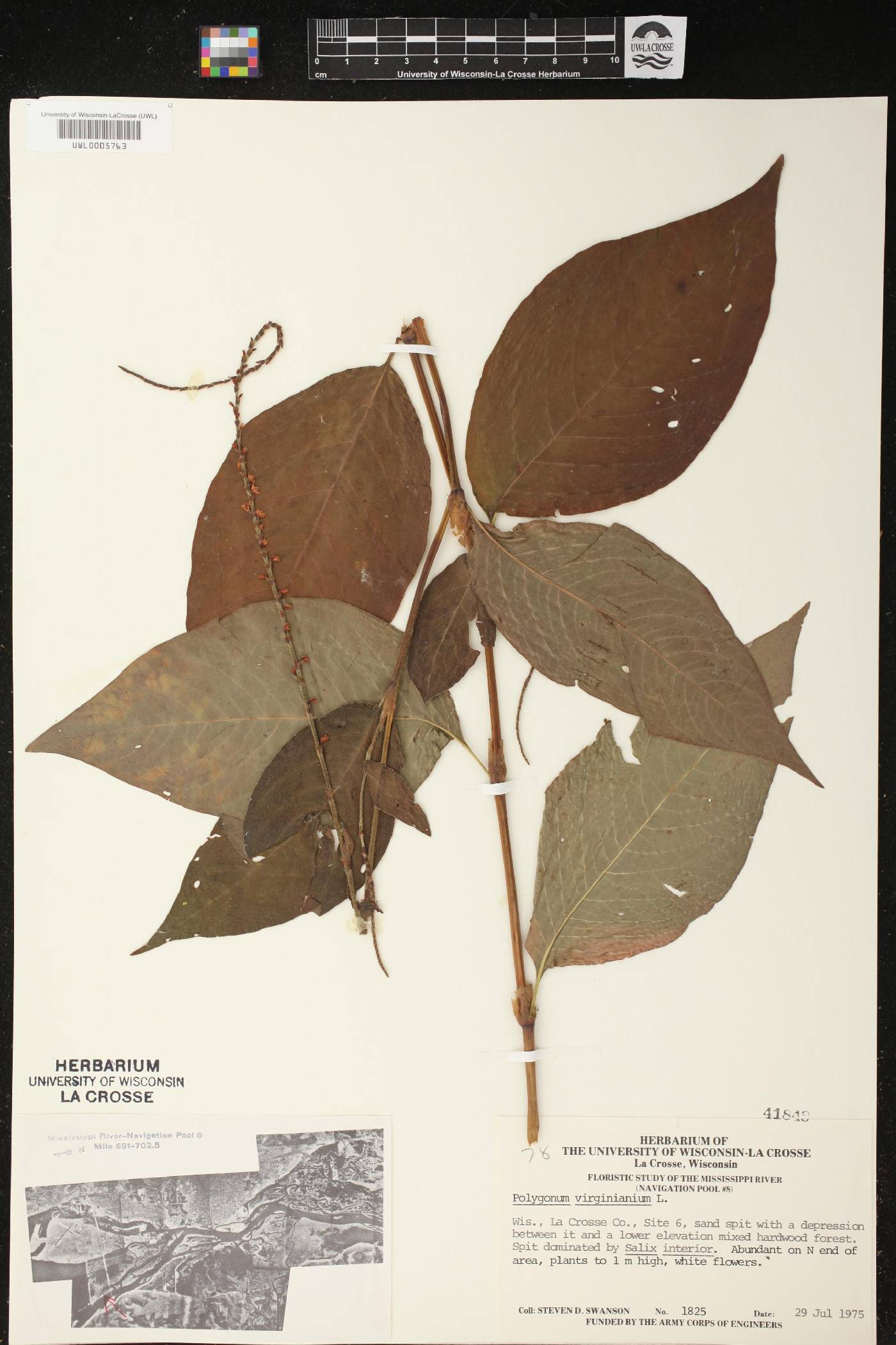 Persicaria virginiana image