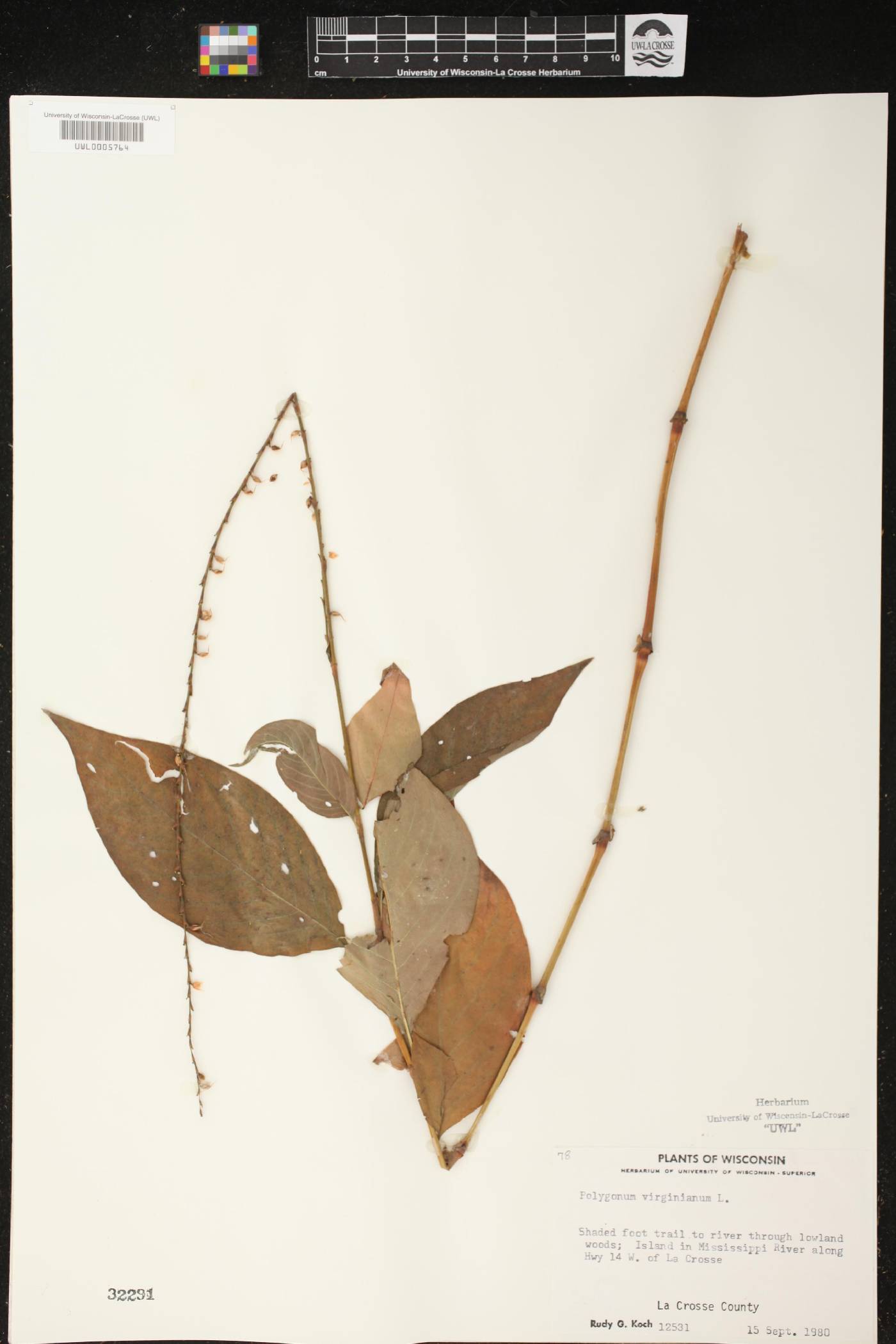 Persicaria virginiana image