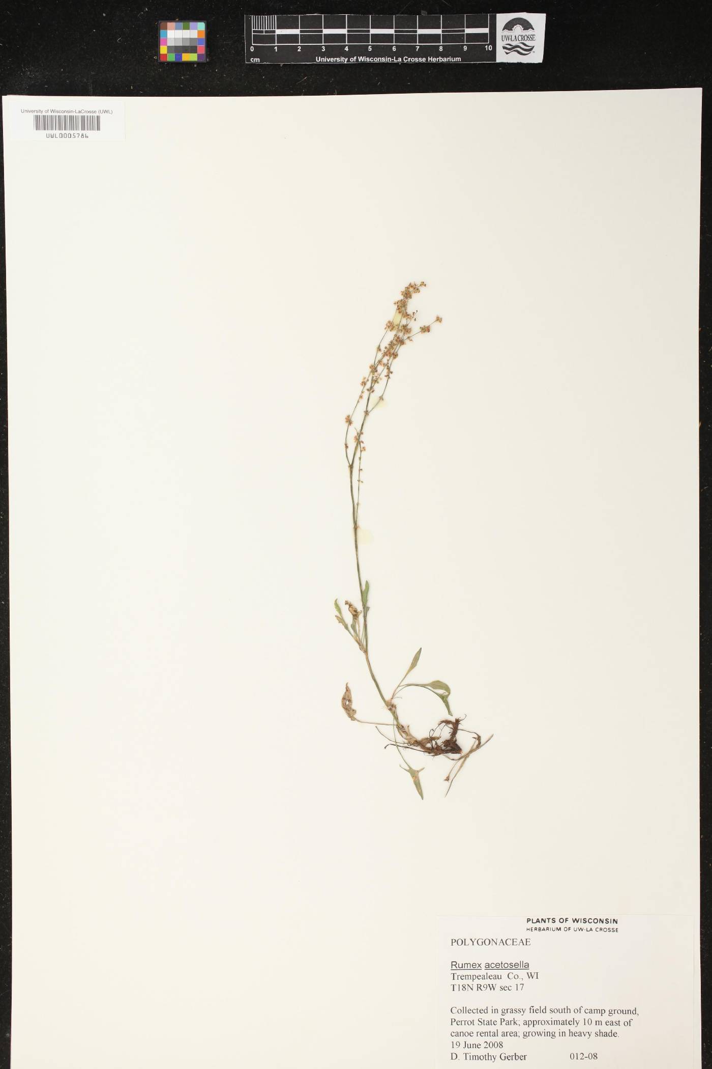 Rumex acetosella image