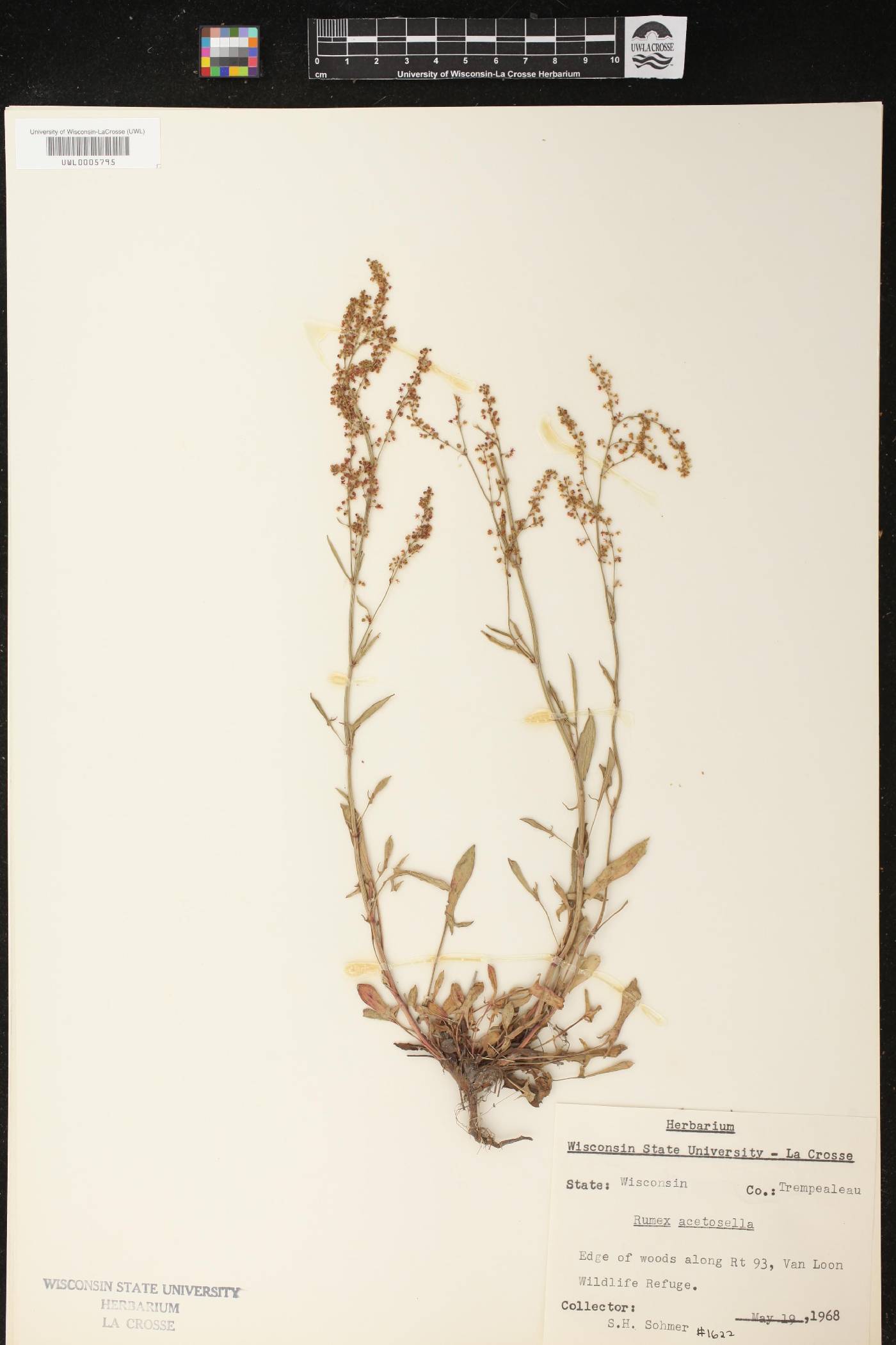 Rumex acetosella image
