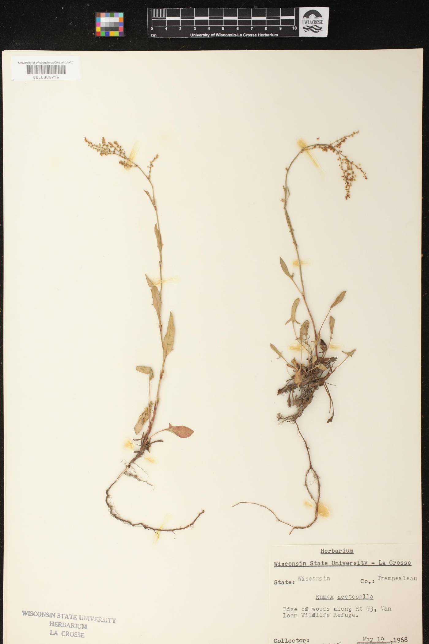 Rumex acetosella image