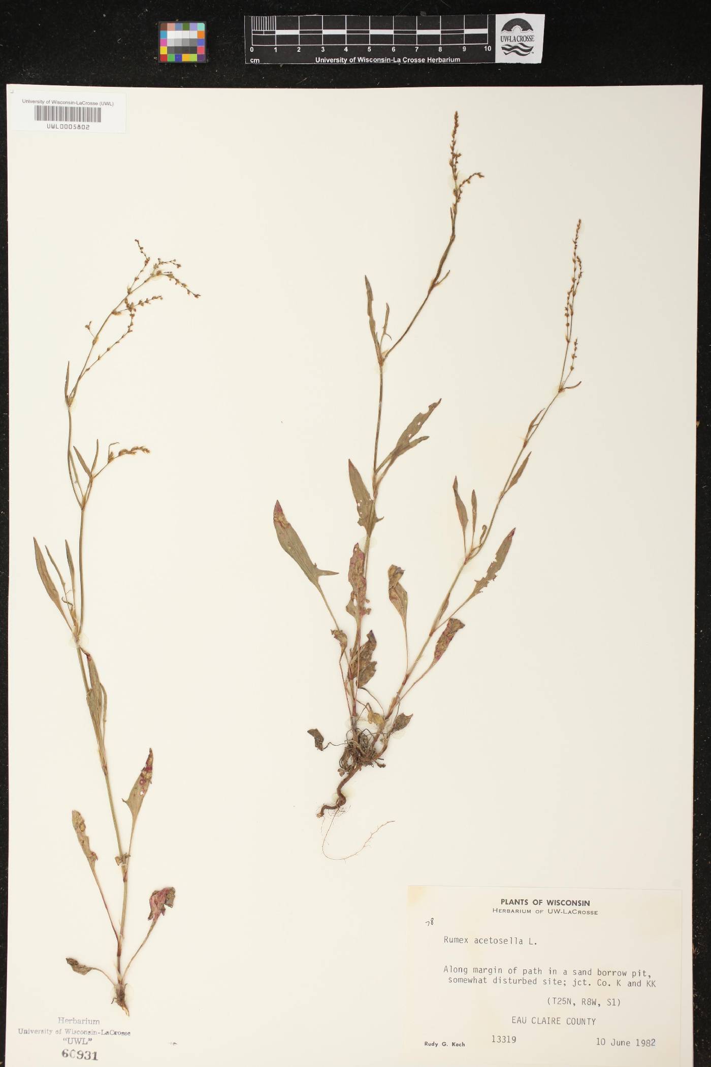 Rumex acetosella image