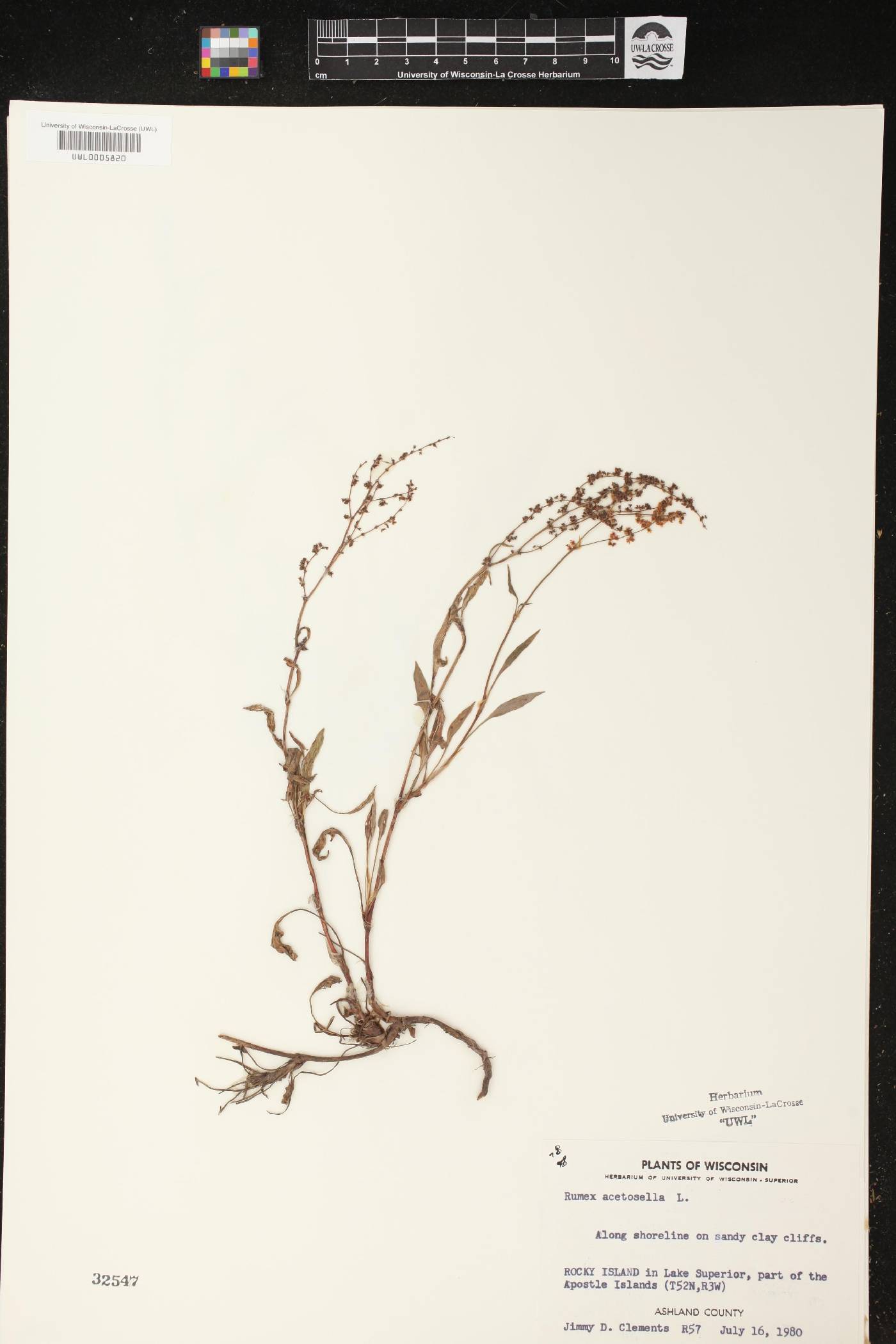 Rumex acetosella image