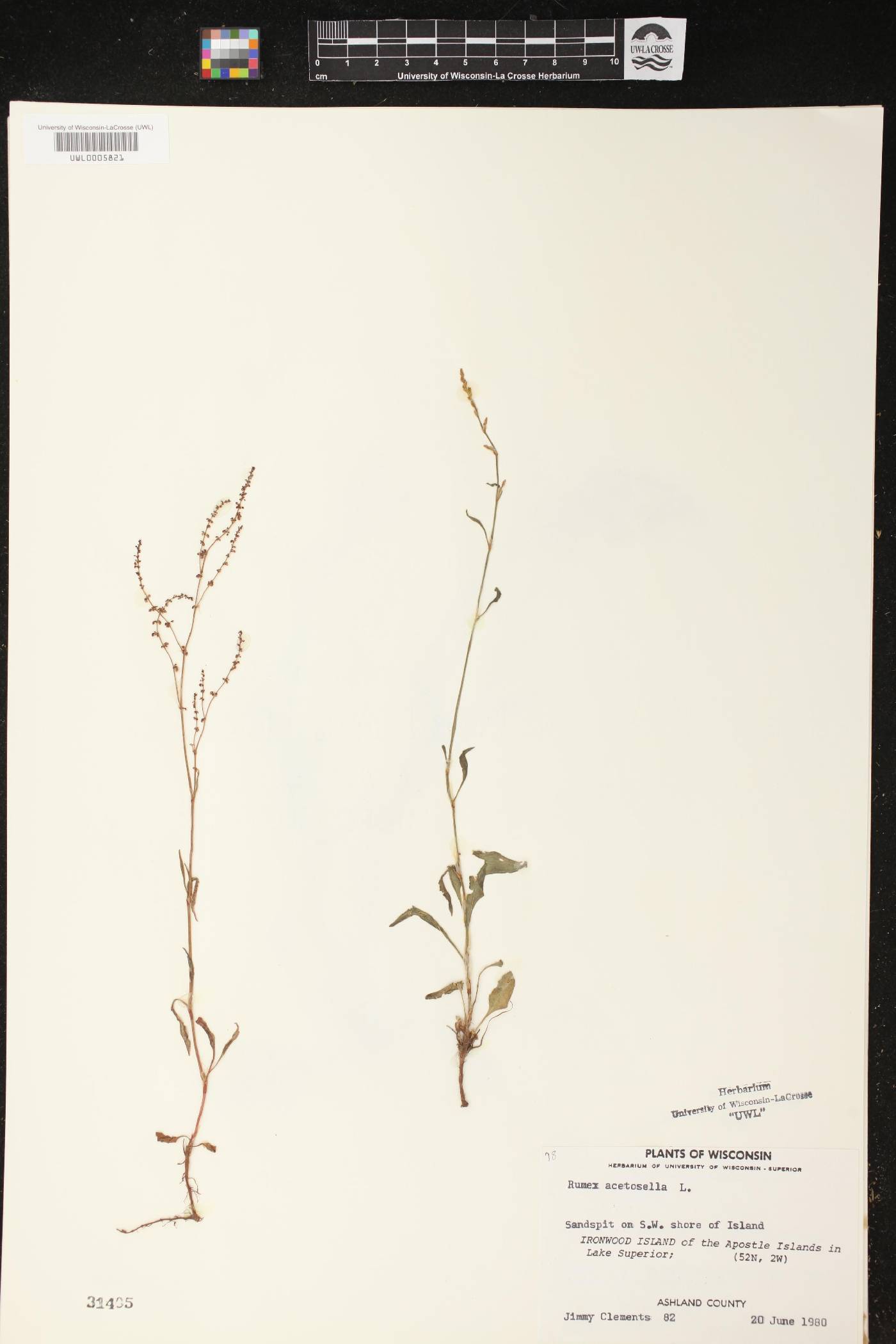 Rumex acetosella image