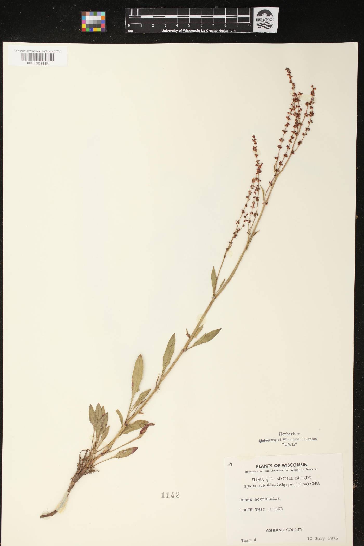 Rumex acetosella image